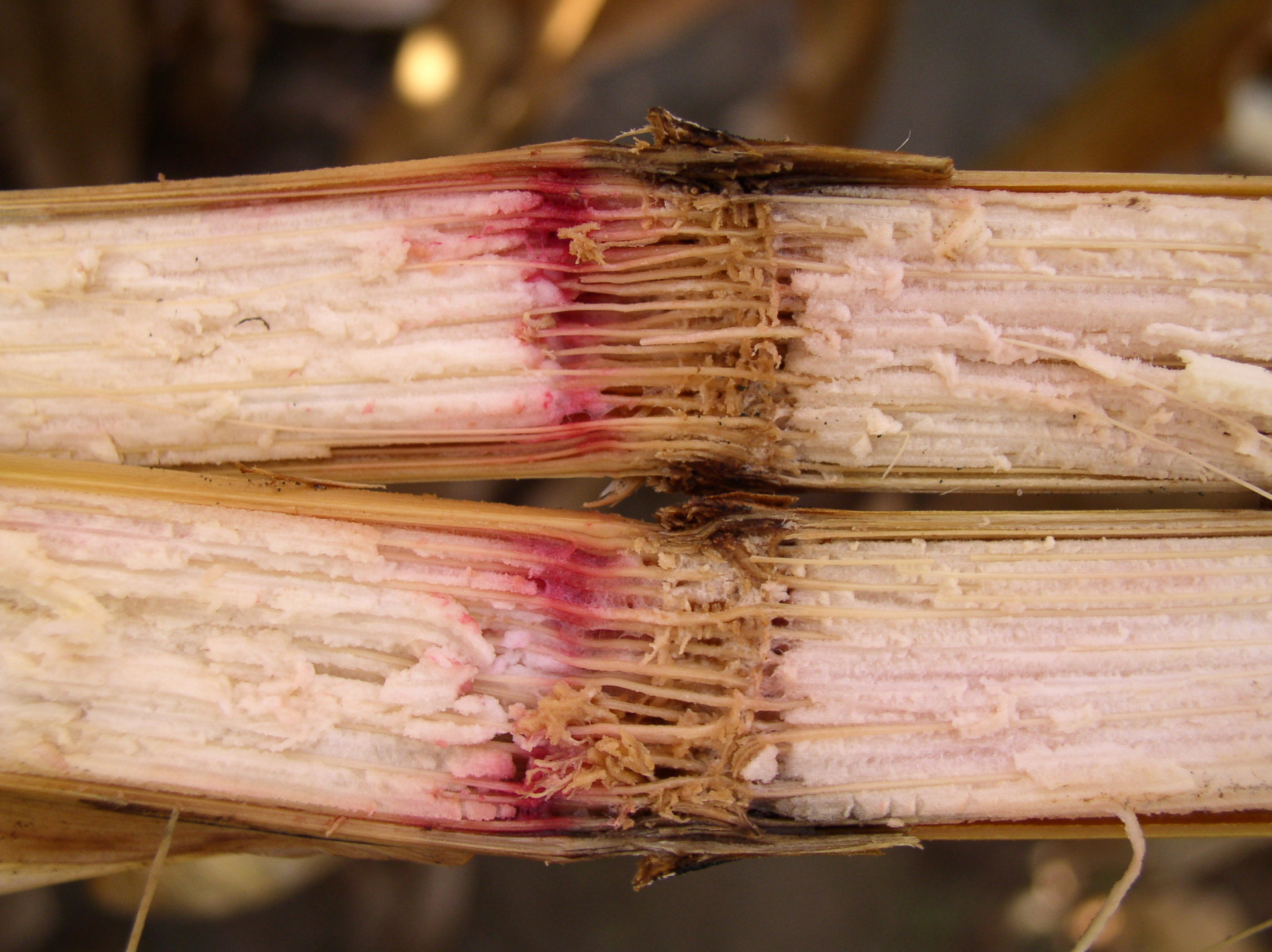 Gibberella Crown Rot and Stalk Rot of Corn