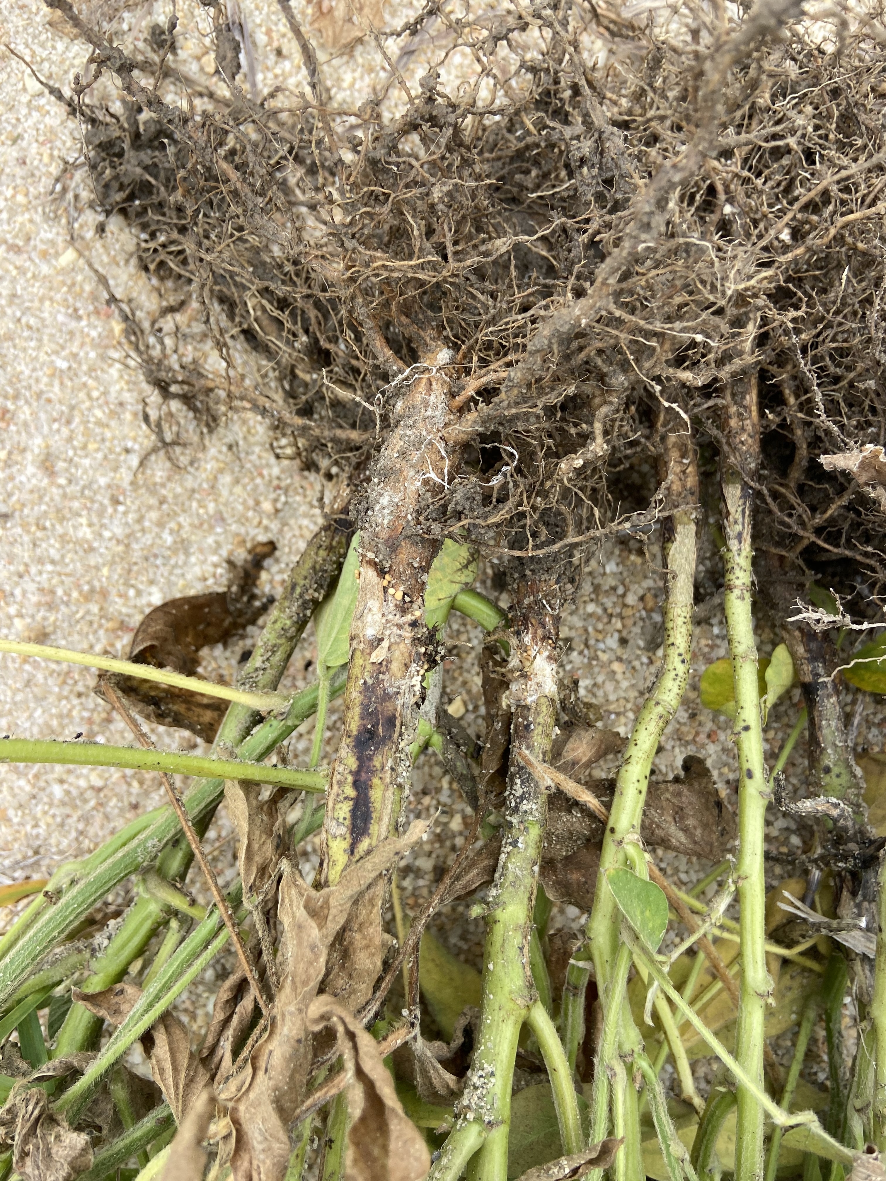 Photo of uprooted soybean plants affected by root knot nematode.