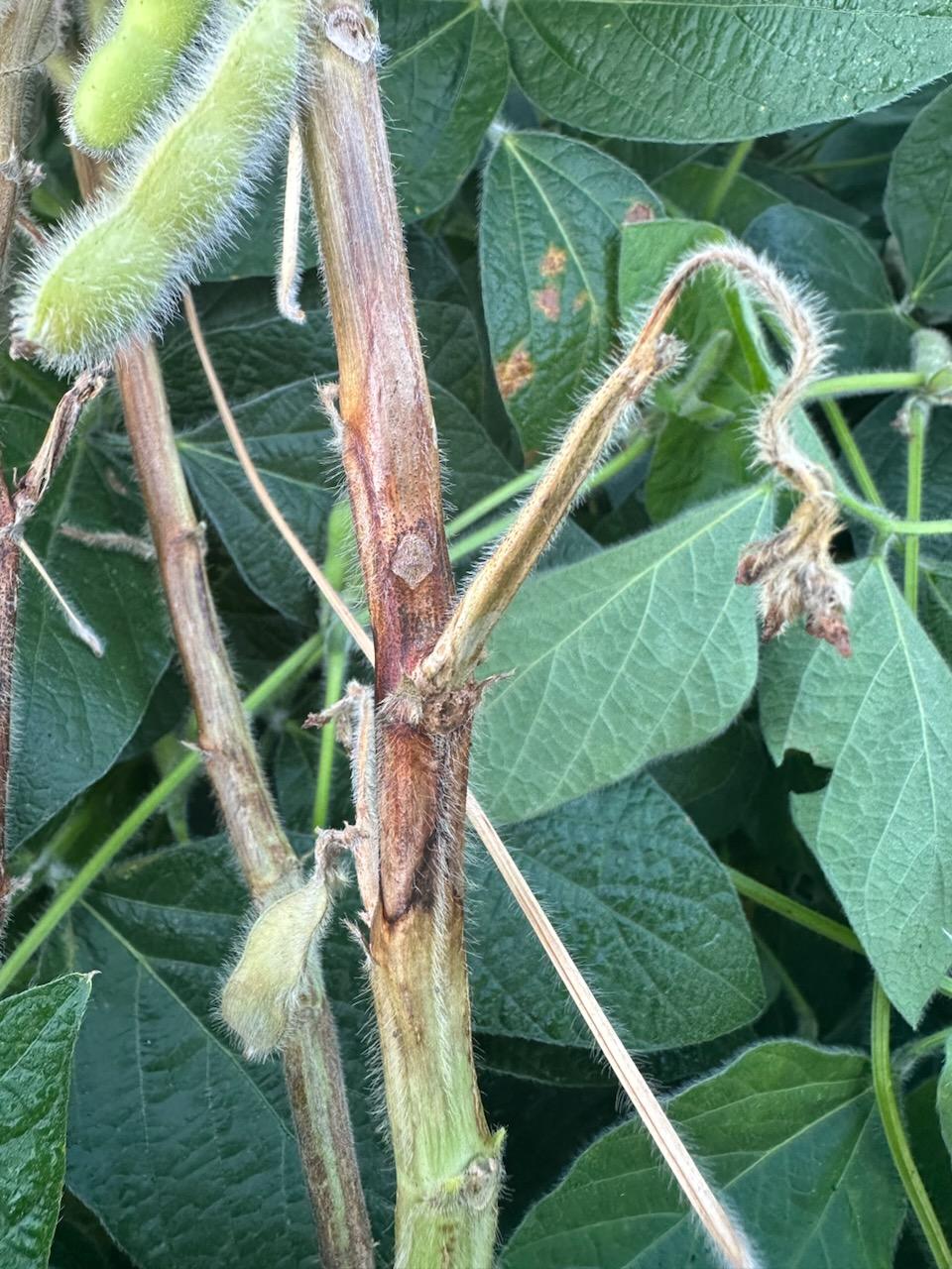 Photo of a soybean stem with dark brown lesions due to stem canker.