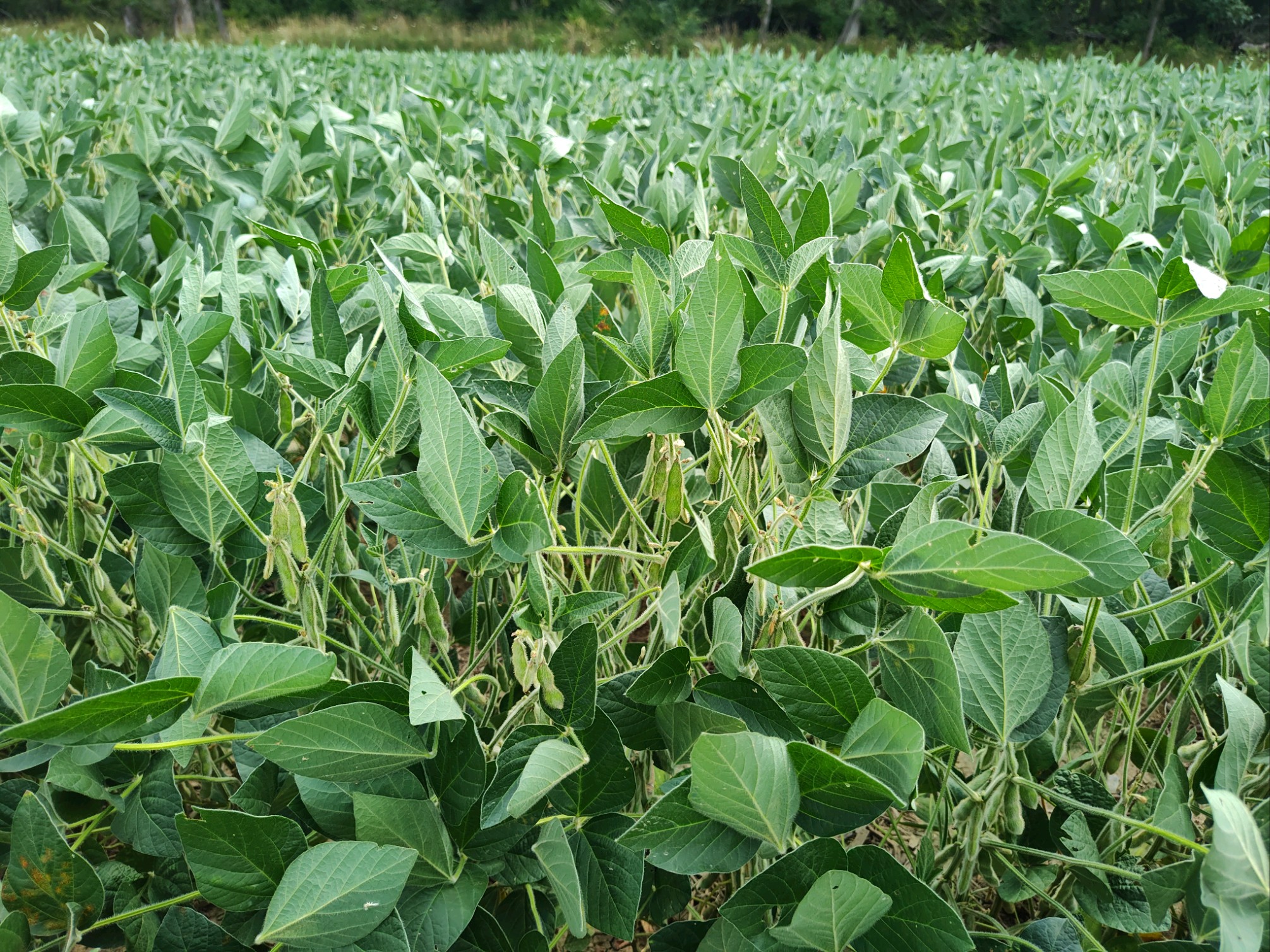 photo of a soybean field exhibiting drought stress.