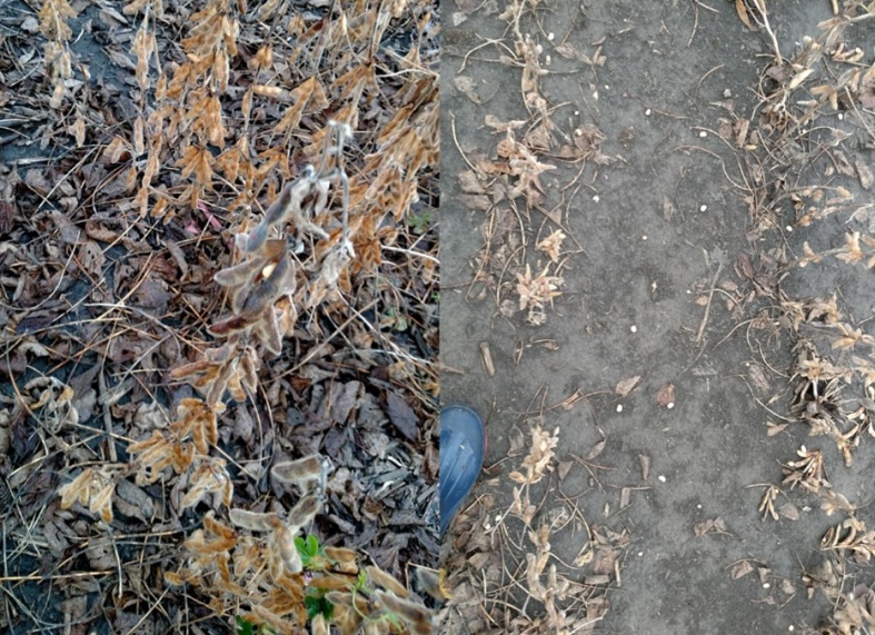 Left Photo: Pod splitting, very dry soybean plants. Right photo: Pod shatter, soybeans on the ground. Both from Clark Co, OH in 2017.