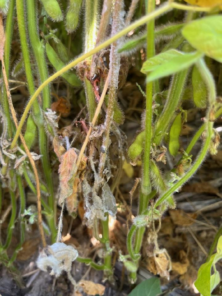 Close up photo of soybeans showing symptoms of white mold.