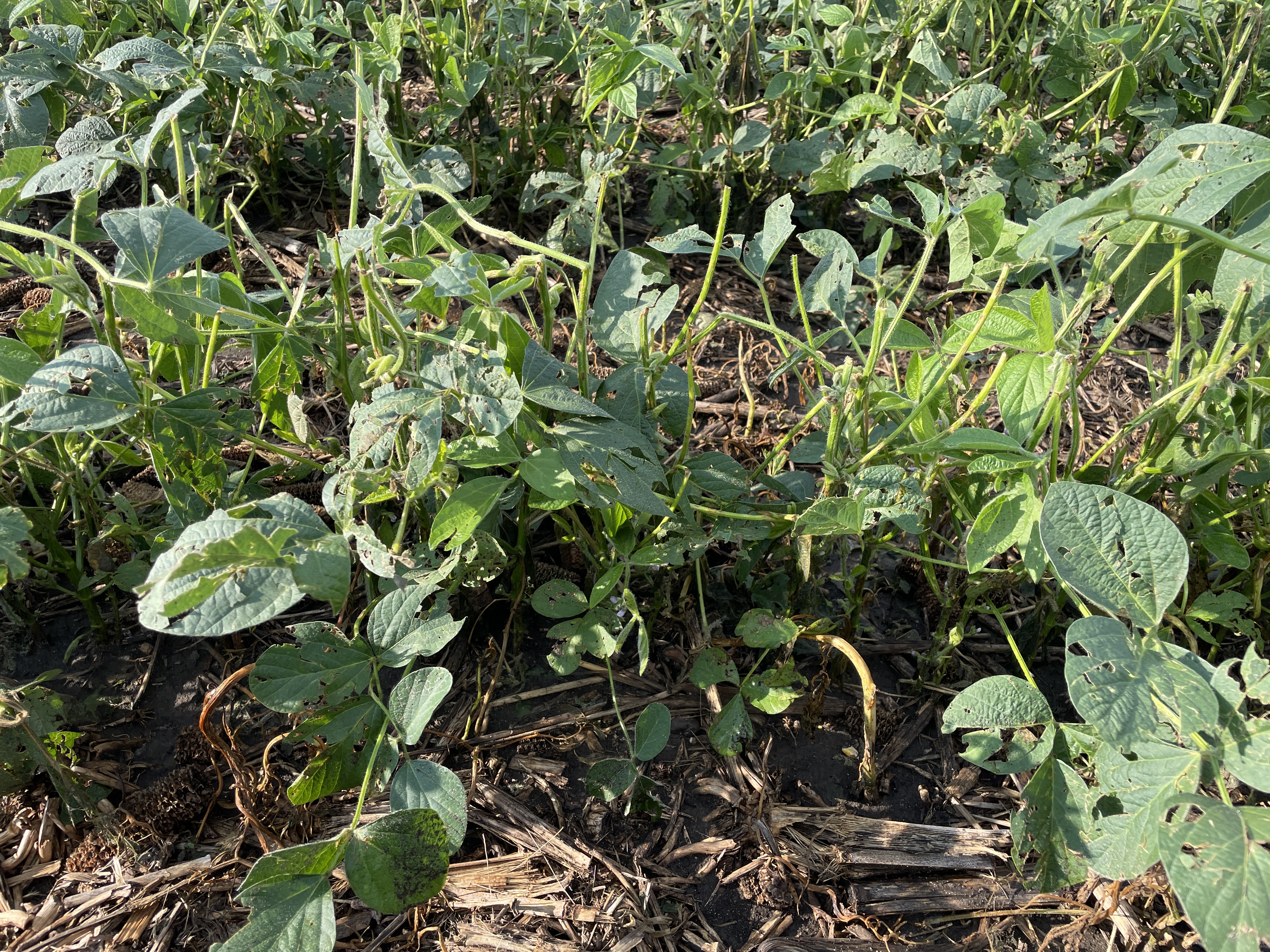 A photo showing a row of hail damaged soybeans. Many stems are snapped and leaves are full of tears.