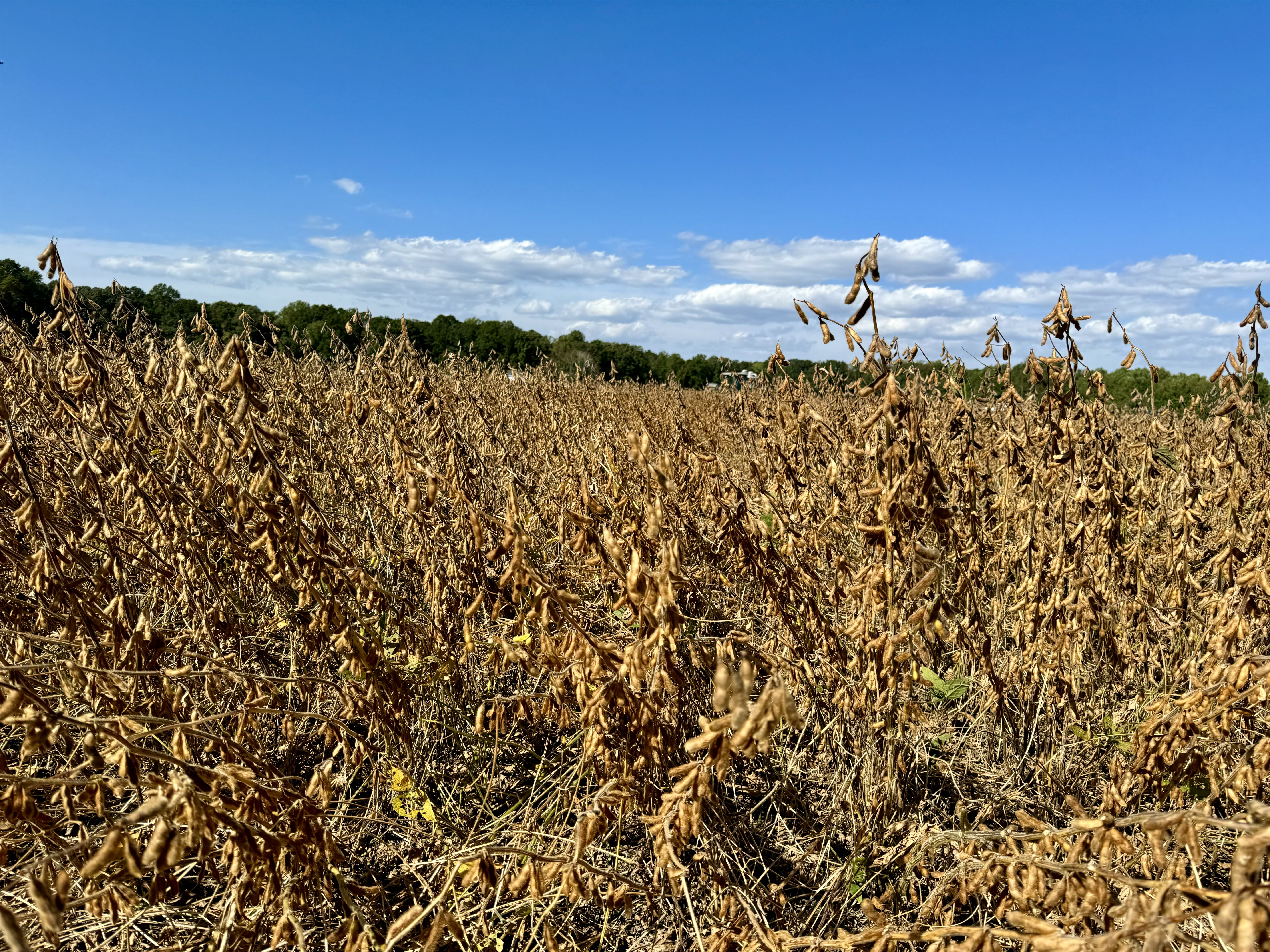 Photo of a lodged soybean field with plants tangled and laid down.