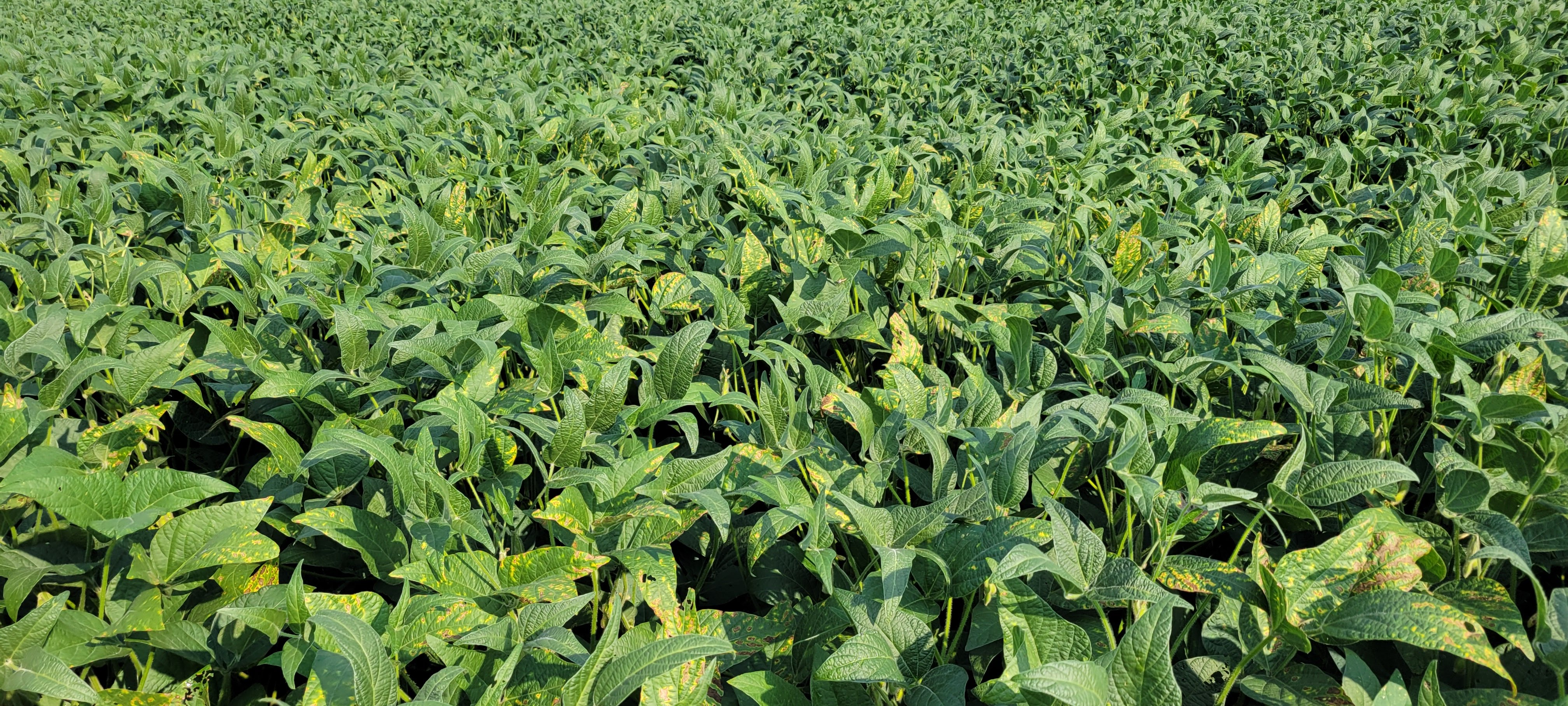 A field of soybeans displaying symptoms of fungicide phytotoxicity. Many leaves have interveinal chlorosis and some leaf tissue is necrotic.