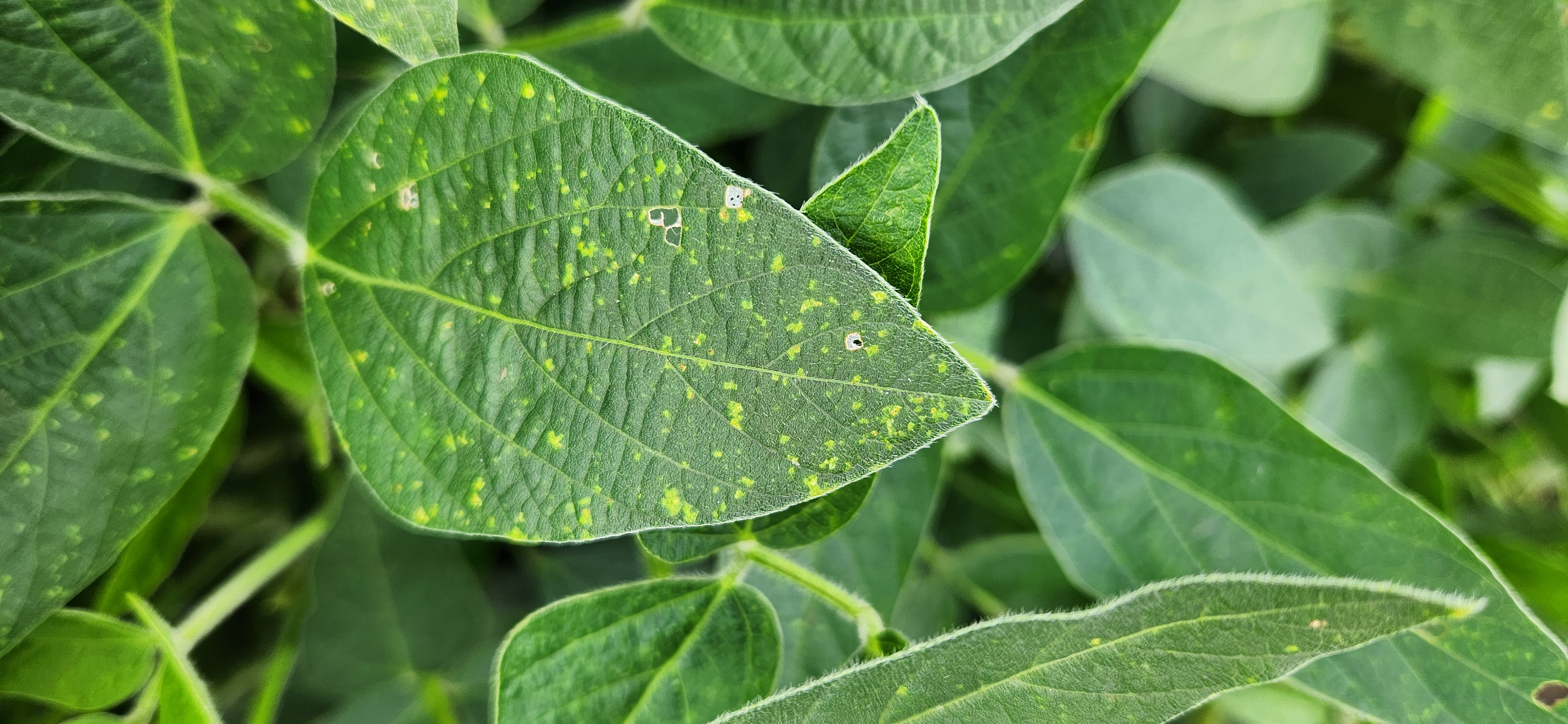 A close up of a soybean leaf with downy mildew. Small, irregular, pale-green lesions can be seen on the top of the leaf.