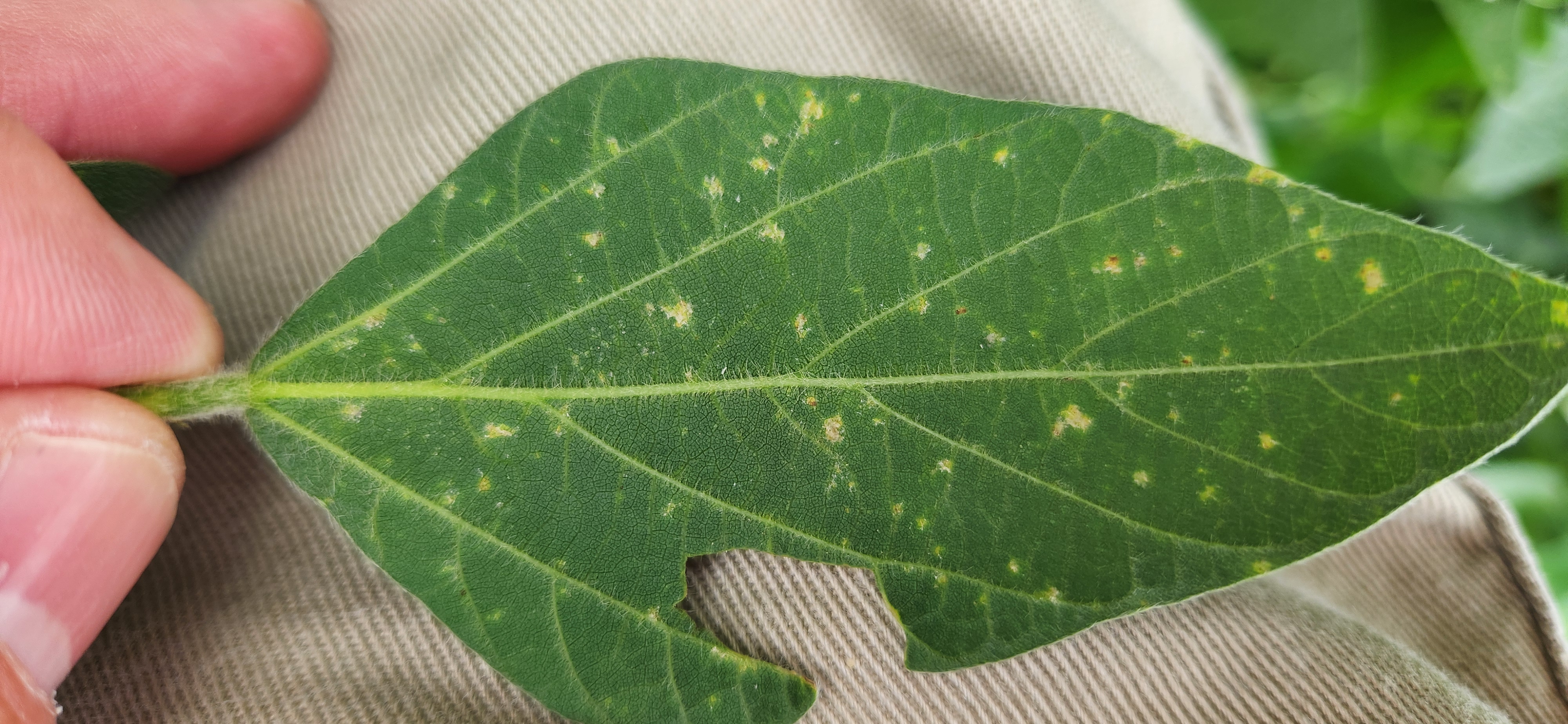 A close up of a soybean leaf with downy mildew. Small lesions can be seen all over the leaf surface.