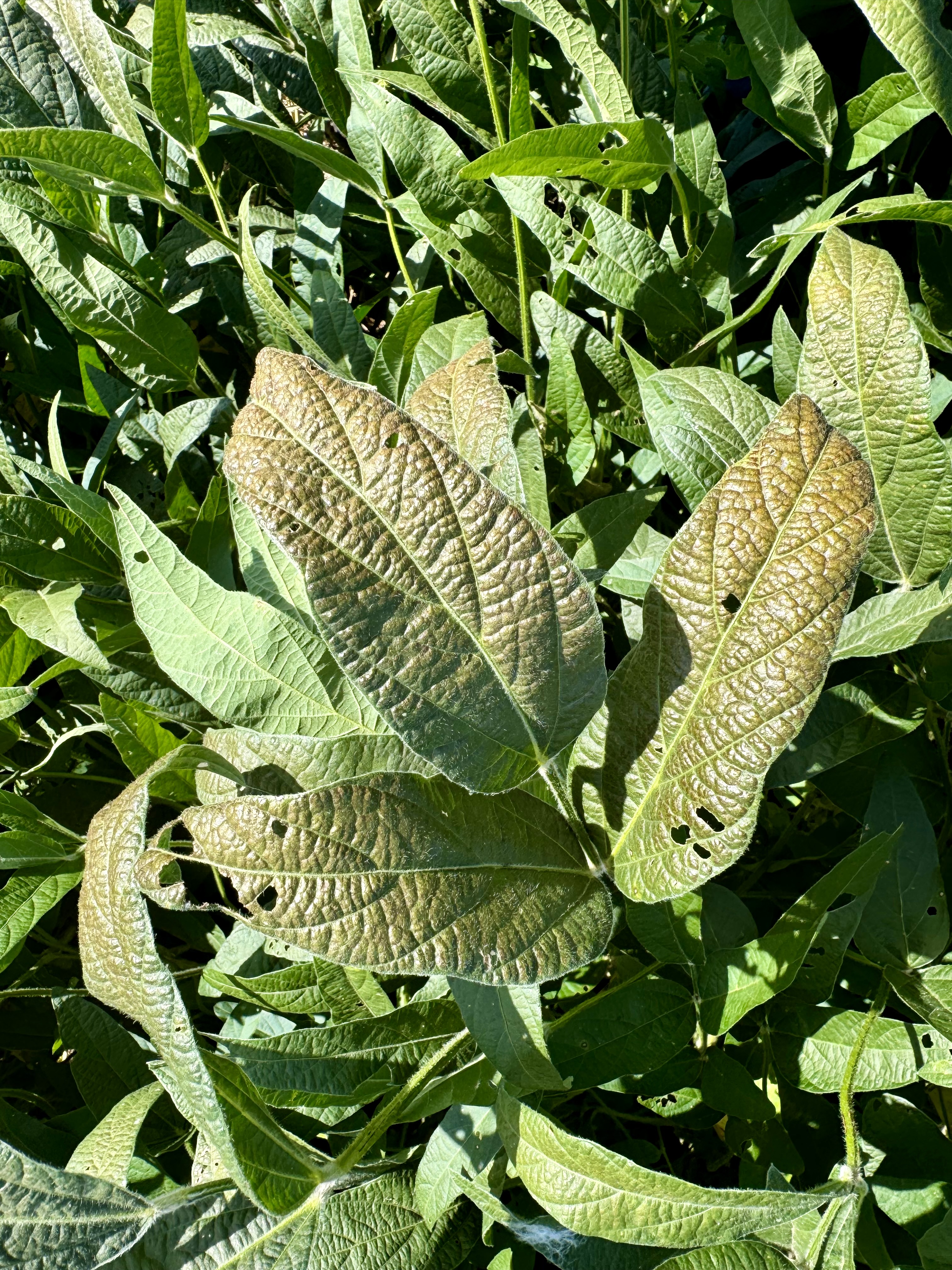 Photo of a soybean trifoliate displaying purple/bronze discoloration due to Cercospora leaf blight.