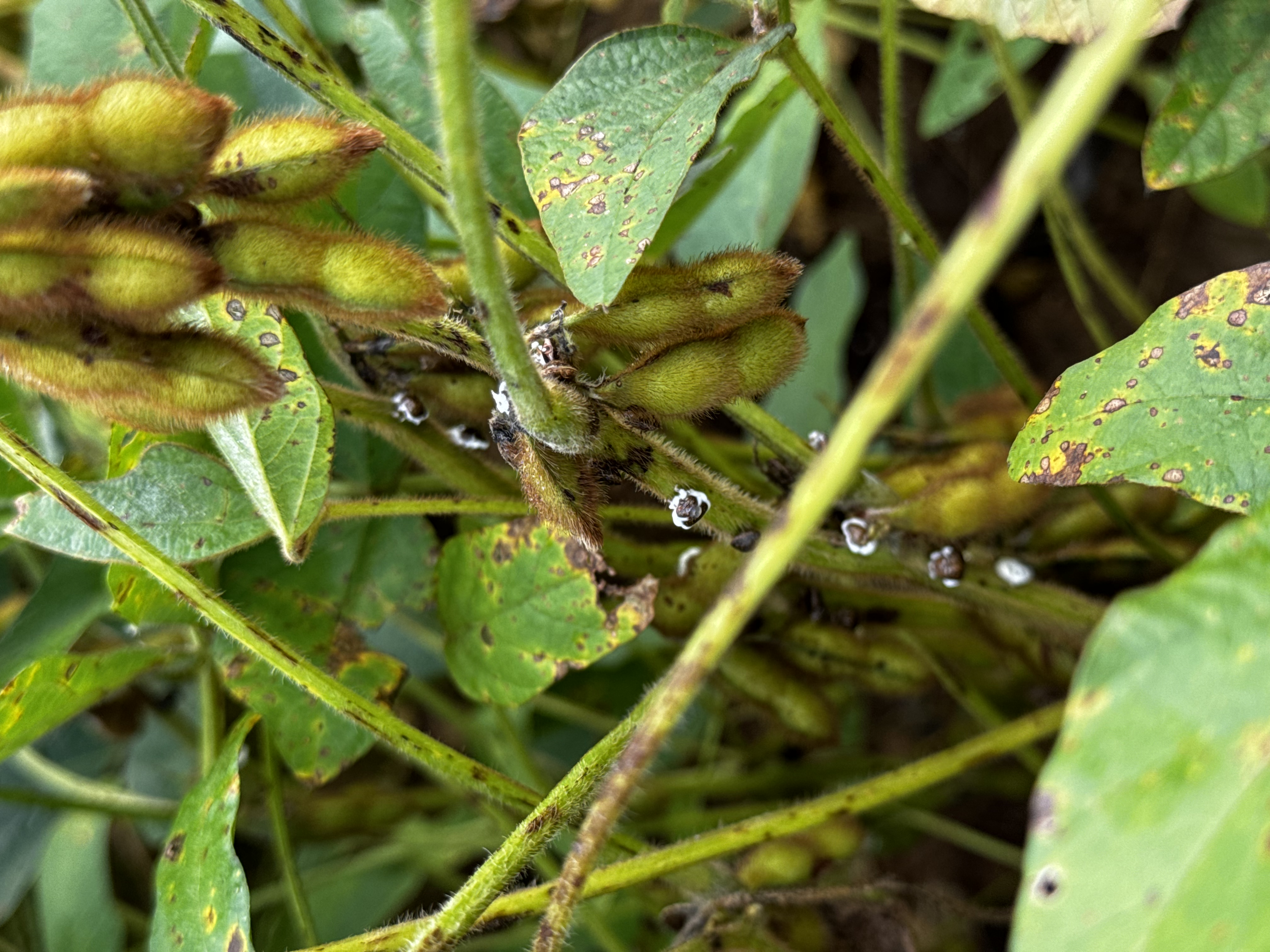 A photo showing a soybean stem with an infestation of kudzu bugs. The kudzu bugs are covered in a white fungal growth that is actually controlling the insects.