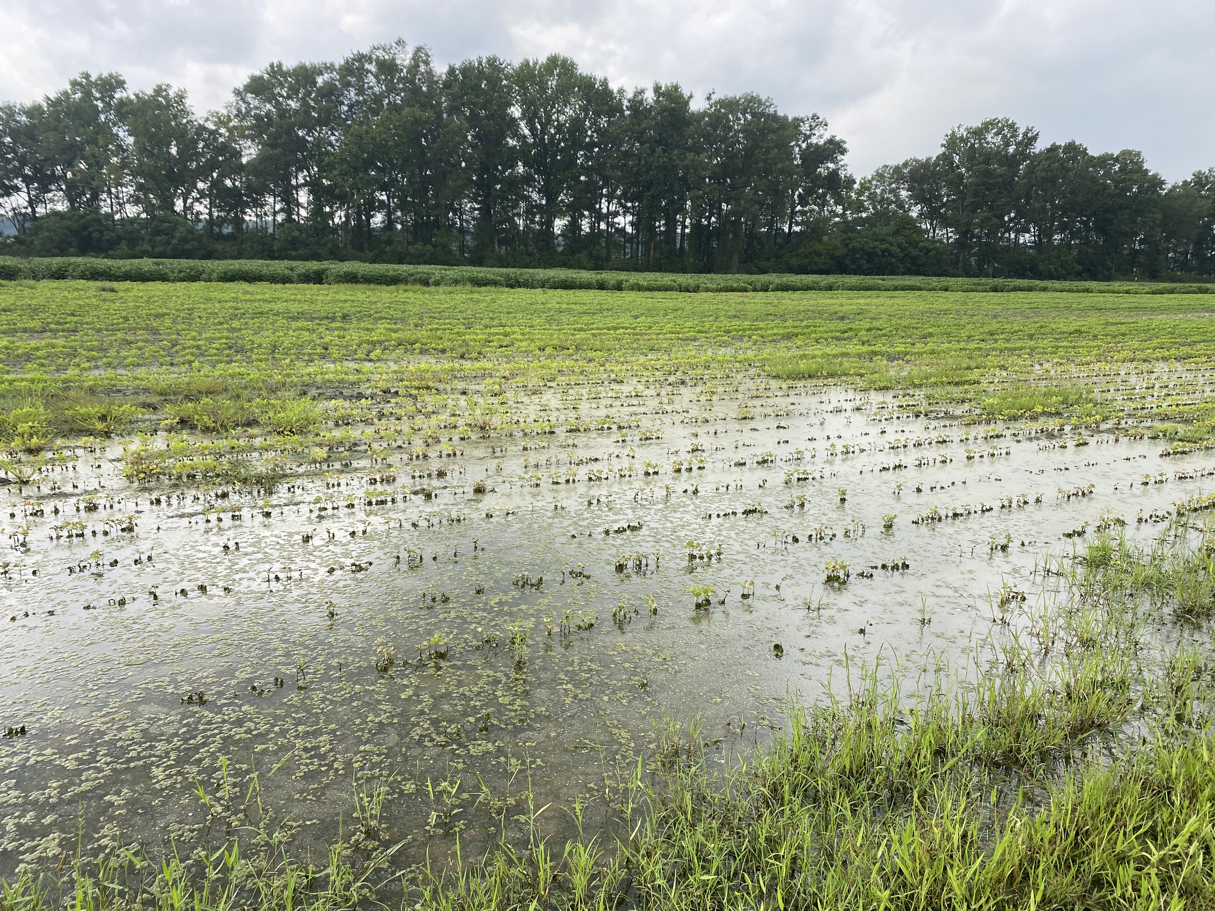 A flooded soybean field.