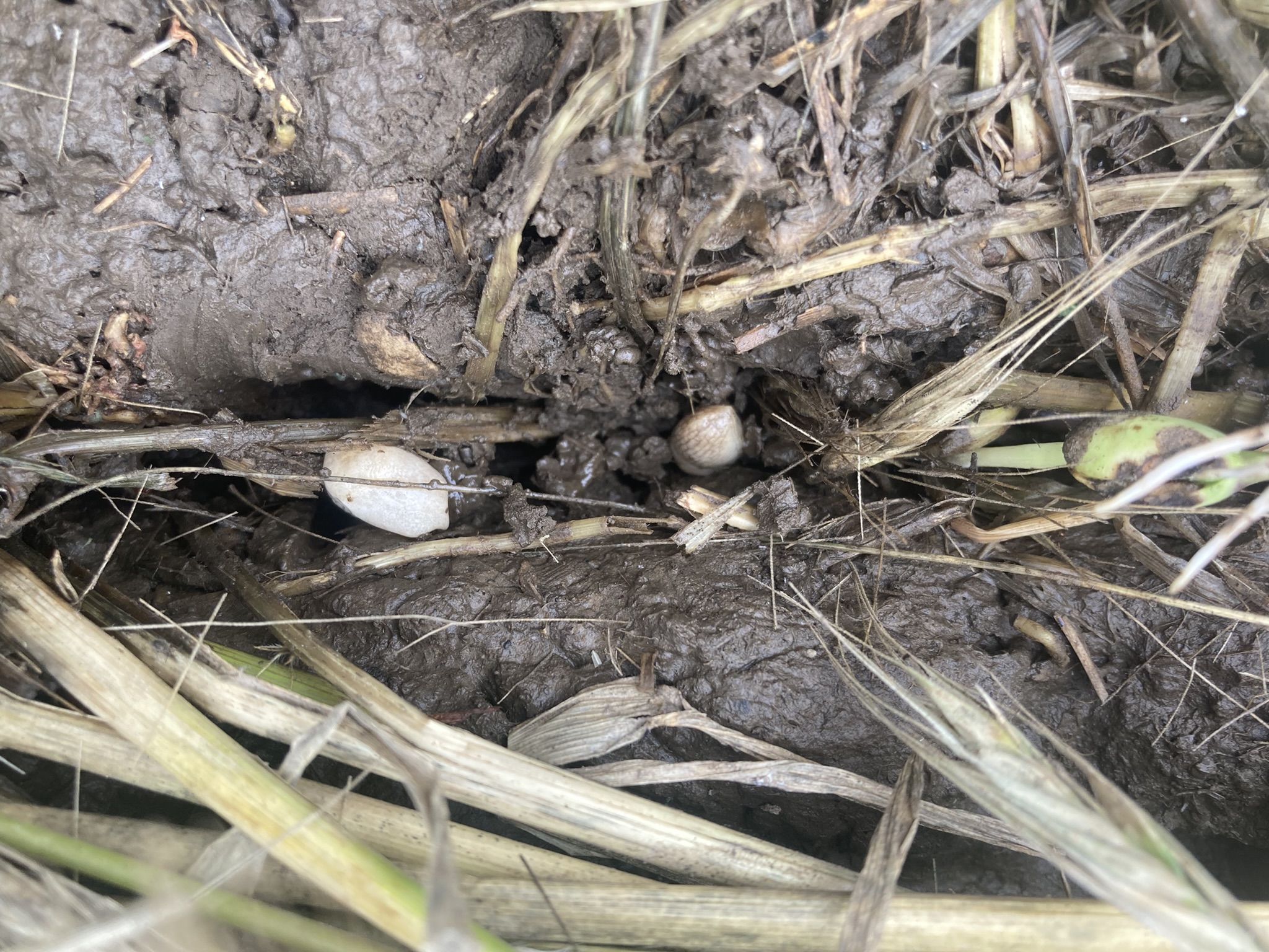 Photo of soybean seedlings emerging in heavy cover crop residue with slug damage.