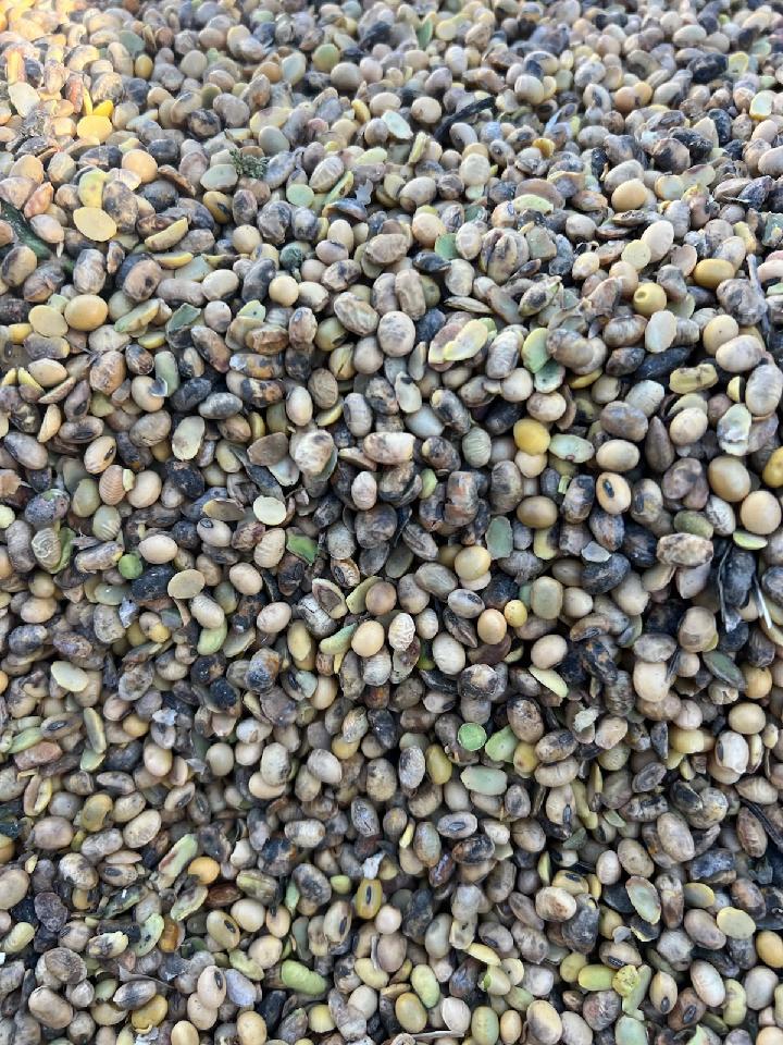 Photo of harvested soybean seeds with quality issues.