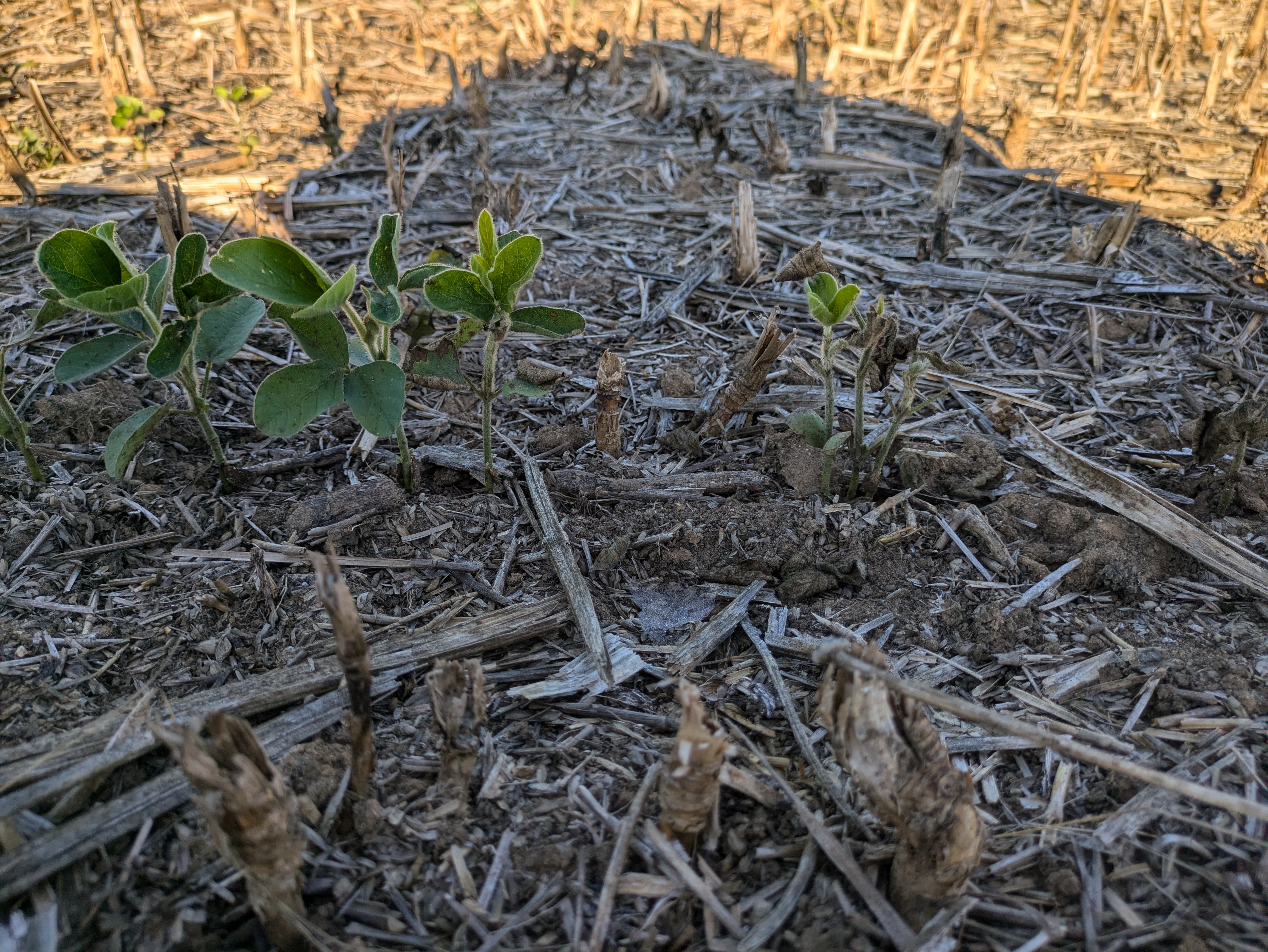 Photo of young soybean plants with several false chinch bugs.