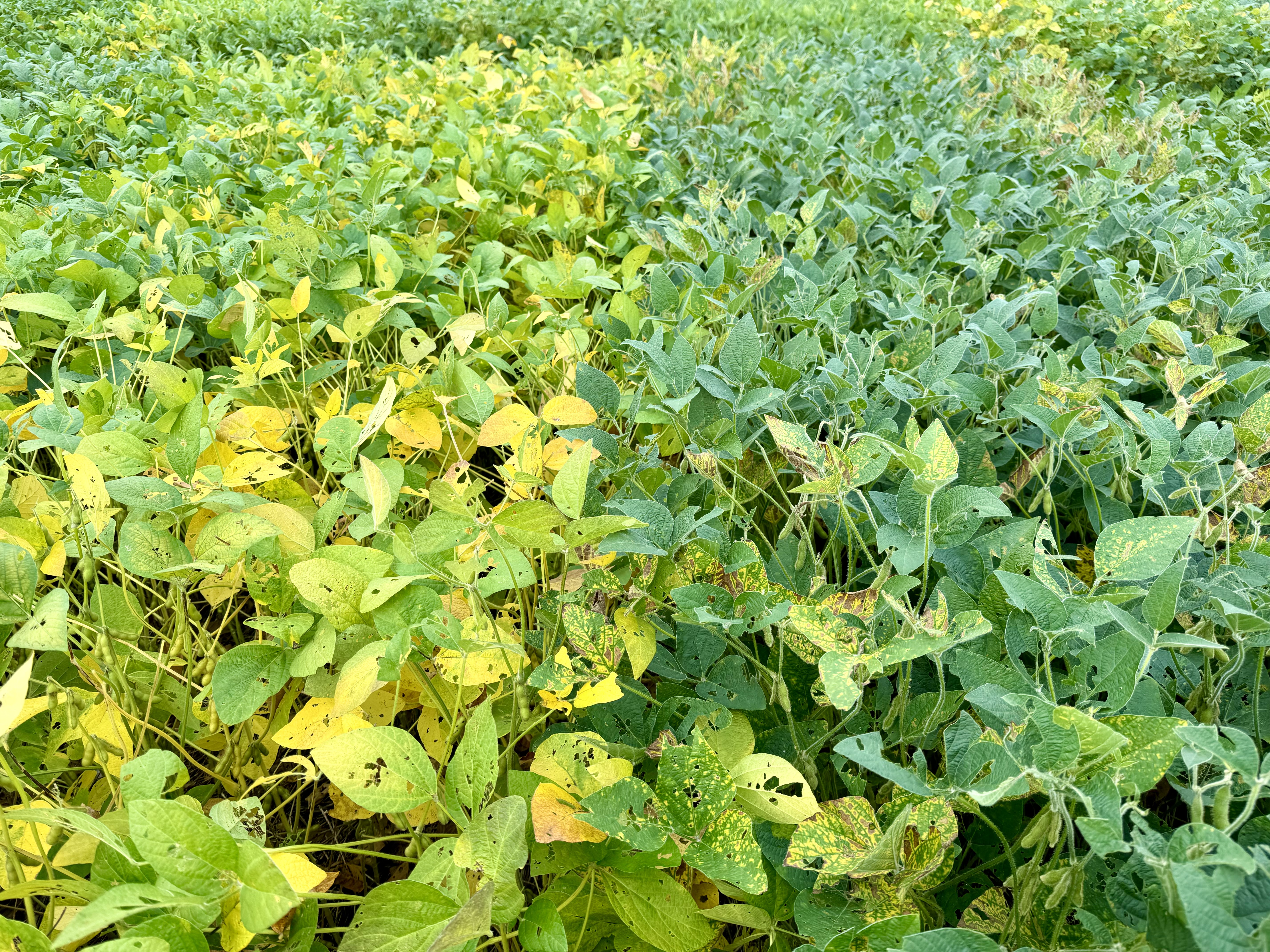 A field with a distinctive line, the right half is showing mild symptoms of sudden death syndrome while the left half is showing severe symptoms of sudden death syndrome.