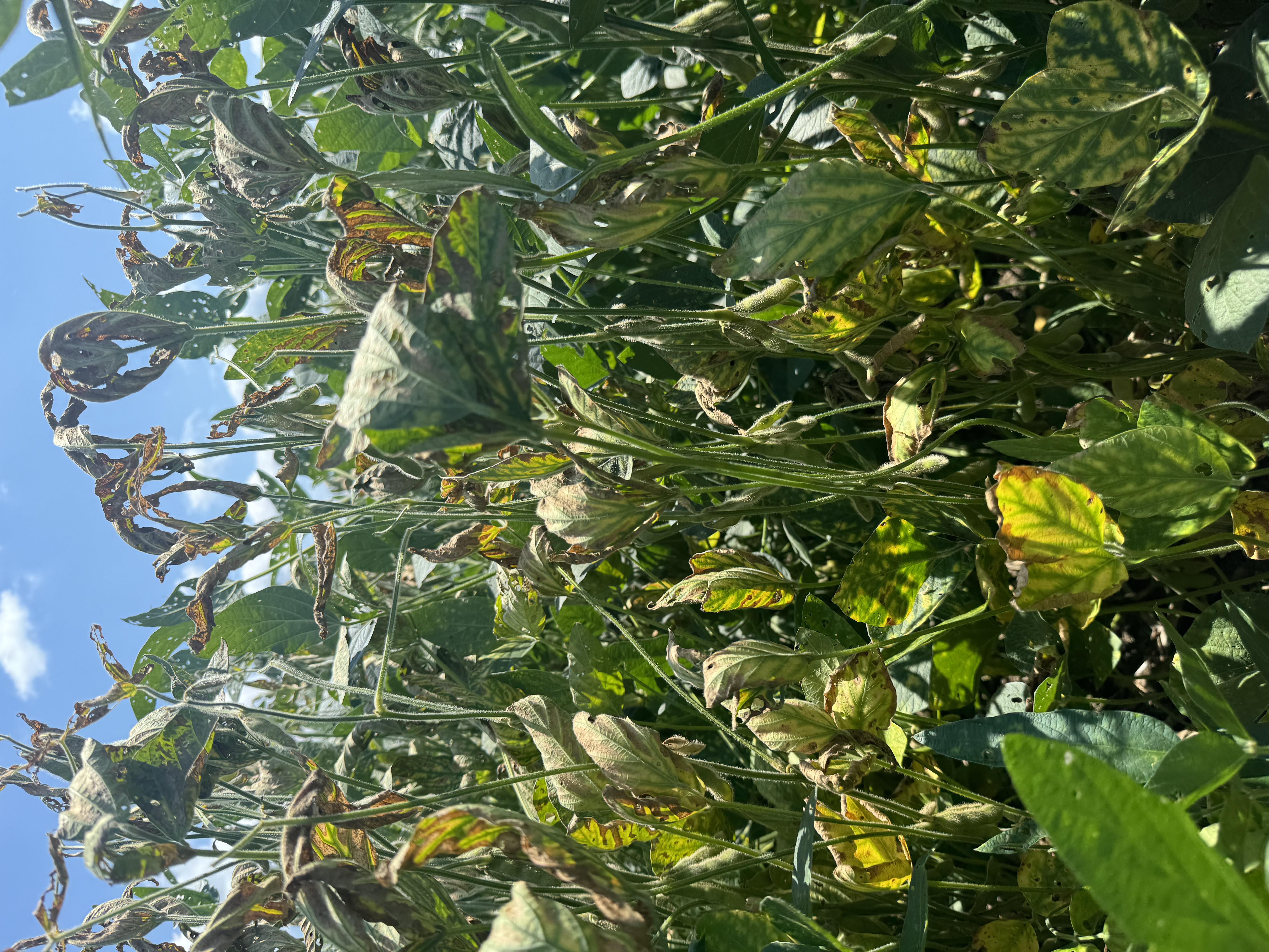 Soybean plants with scorched, necrotic leaves due to Sudden Death Syndrome.