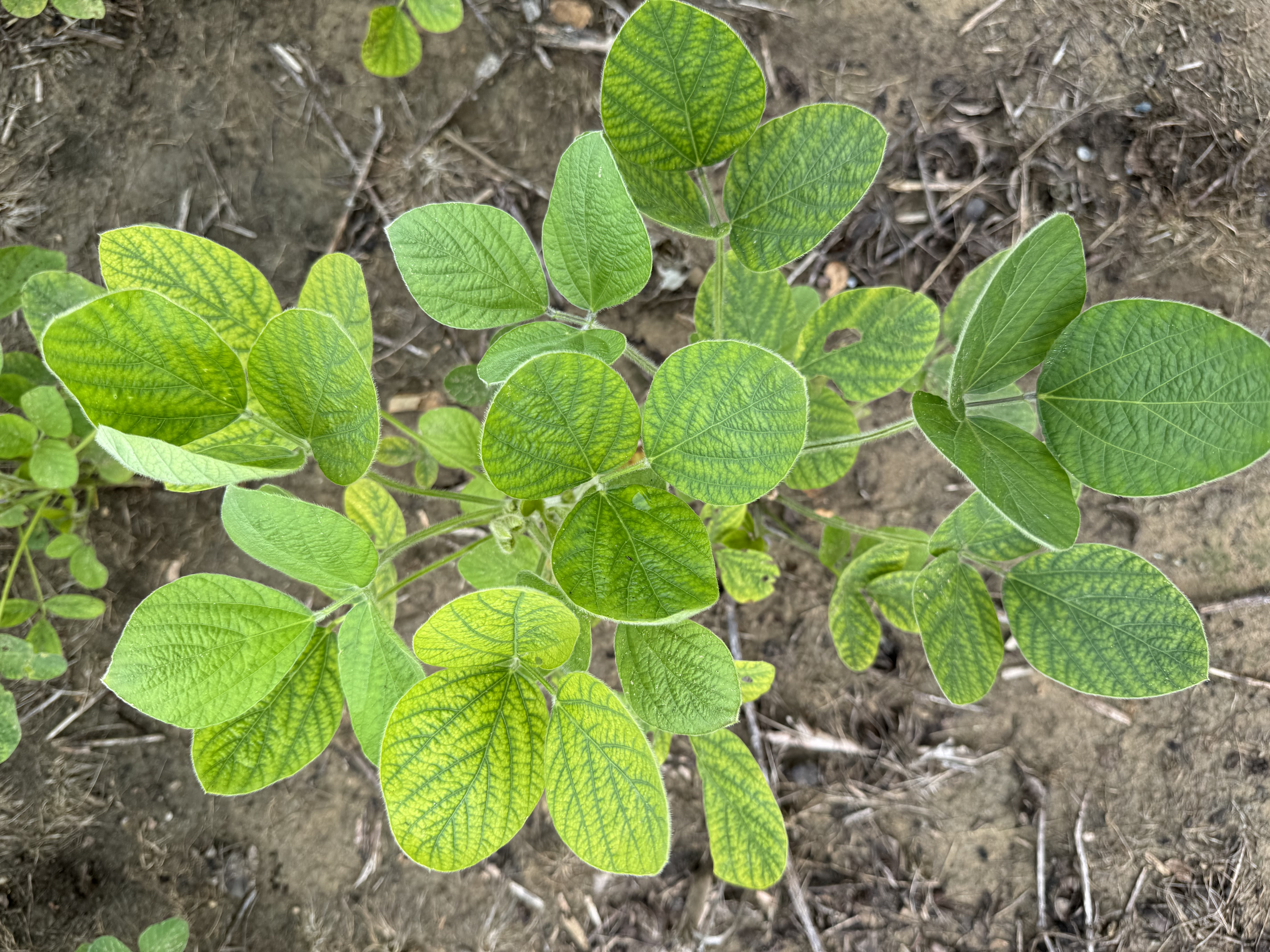 Photo looking down at a R2 soybean plant displaying signs of a Mn deficiency. The interveinal chlorosis is very evident and bright, with the veins of the soybean a darker green than in between the veins.