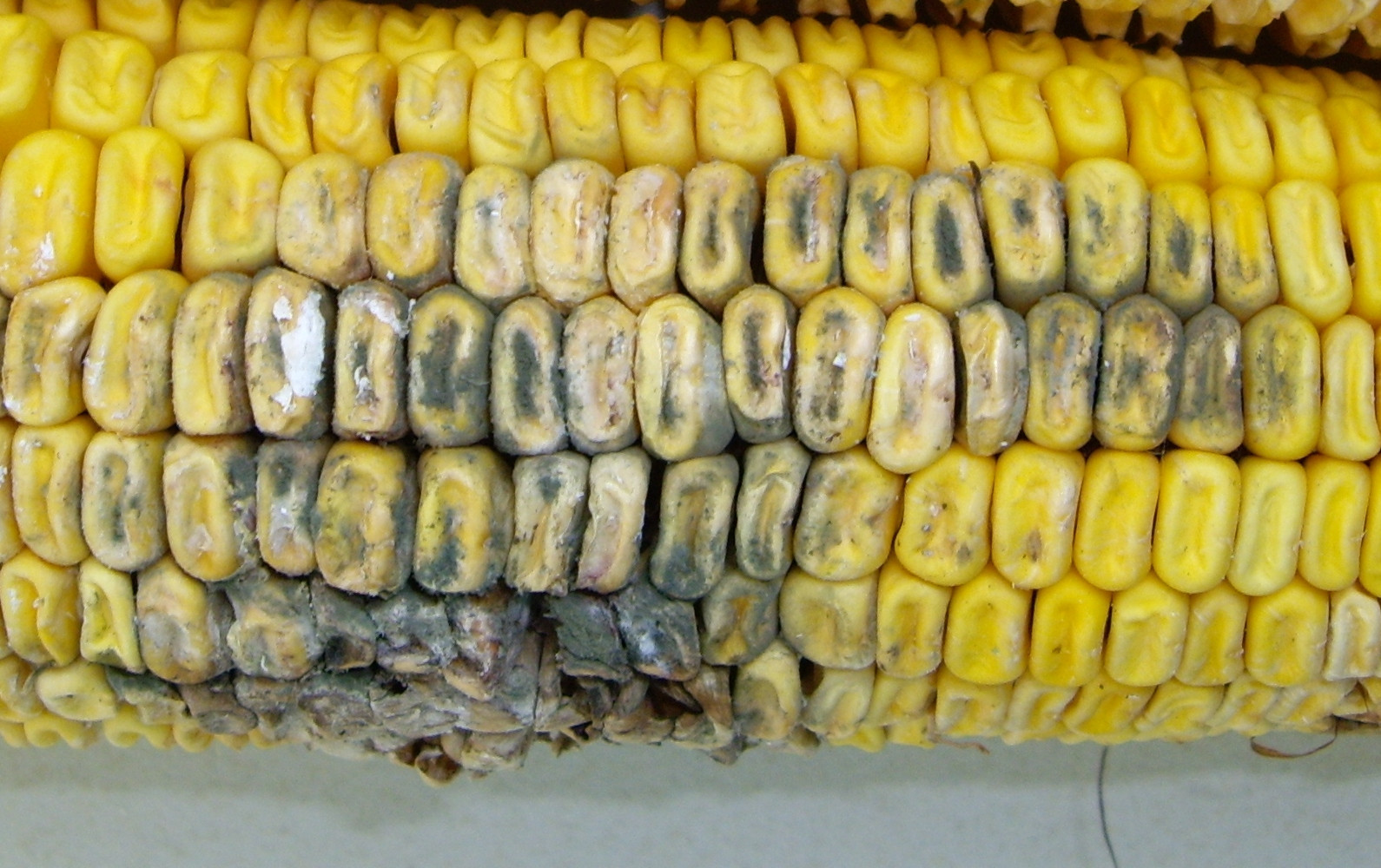 Penicillium Ear Rot of Corn