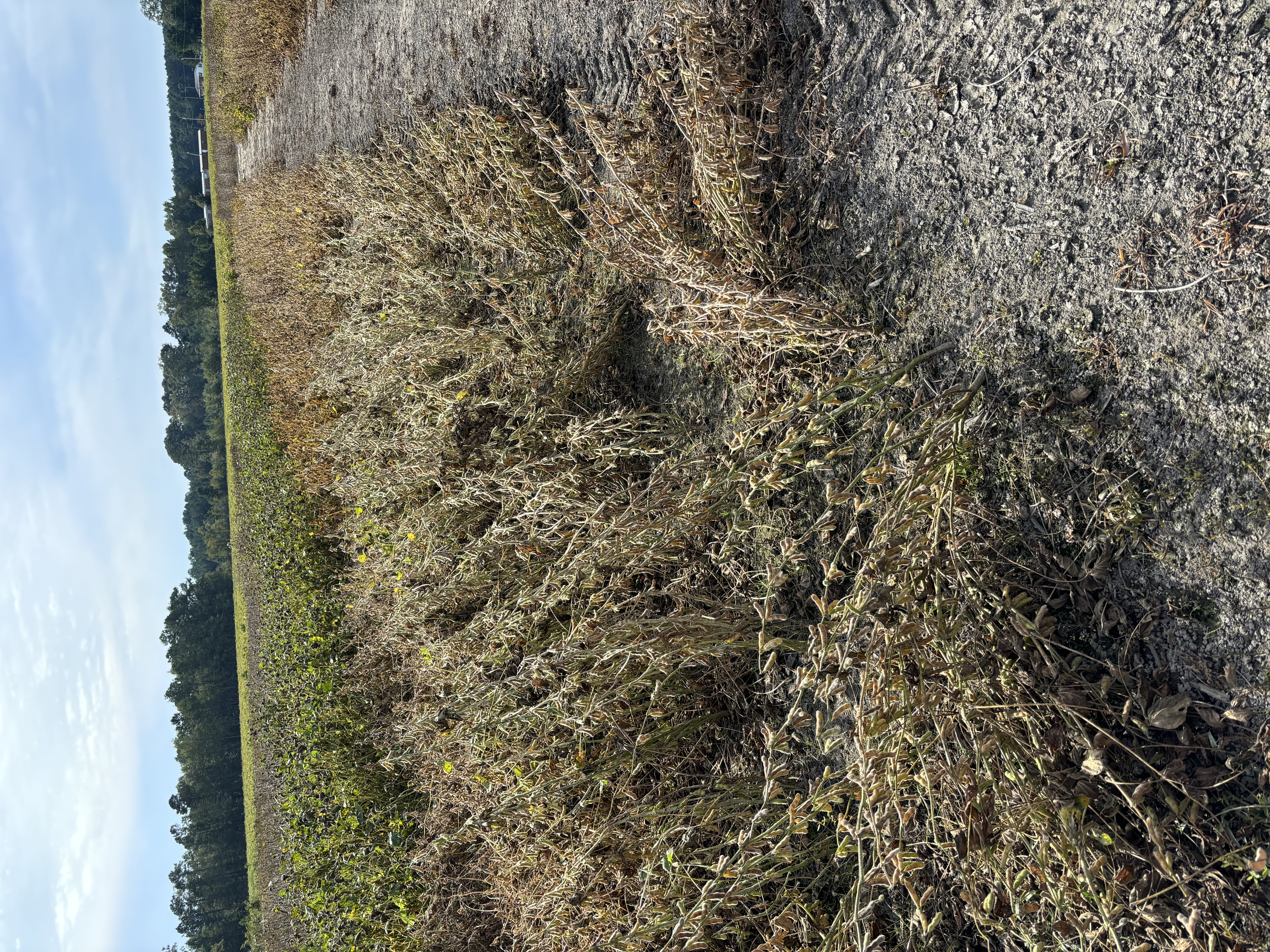 Field of soybean plants that have lodged, leaving them tangled and laid down.