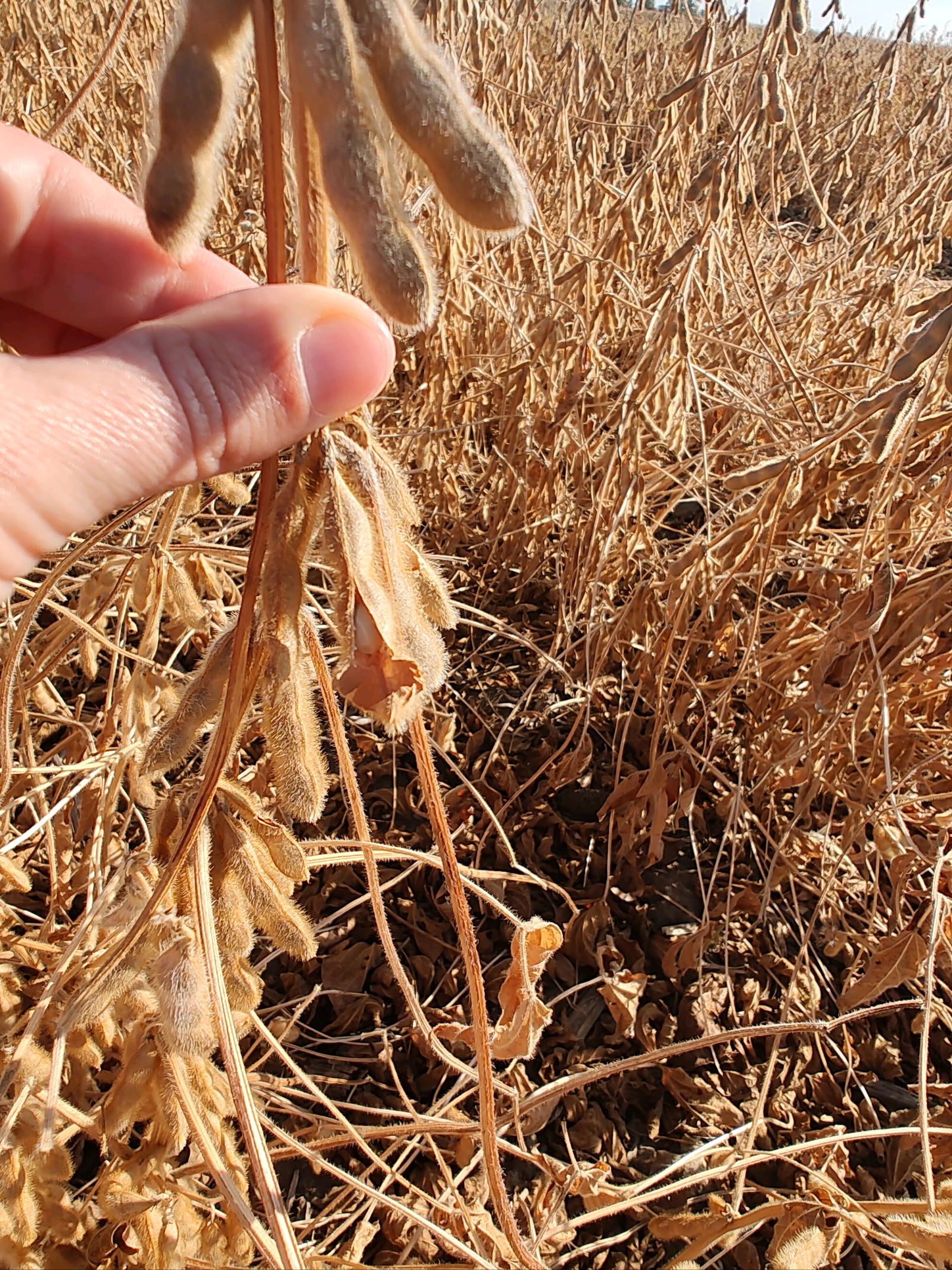 Photo of a hand holding up a very dry soybean plant due to drought conditions.