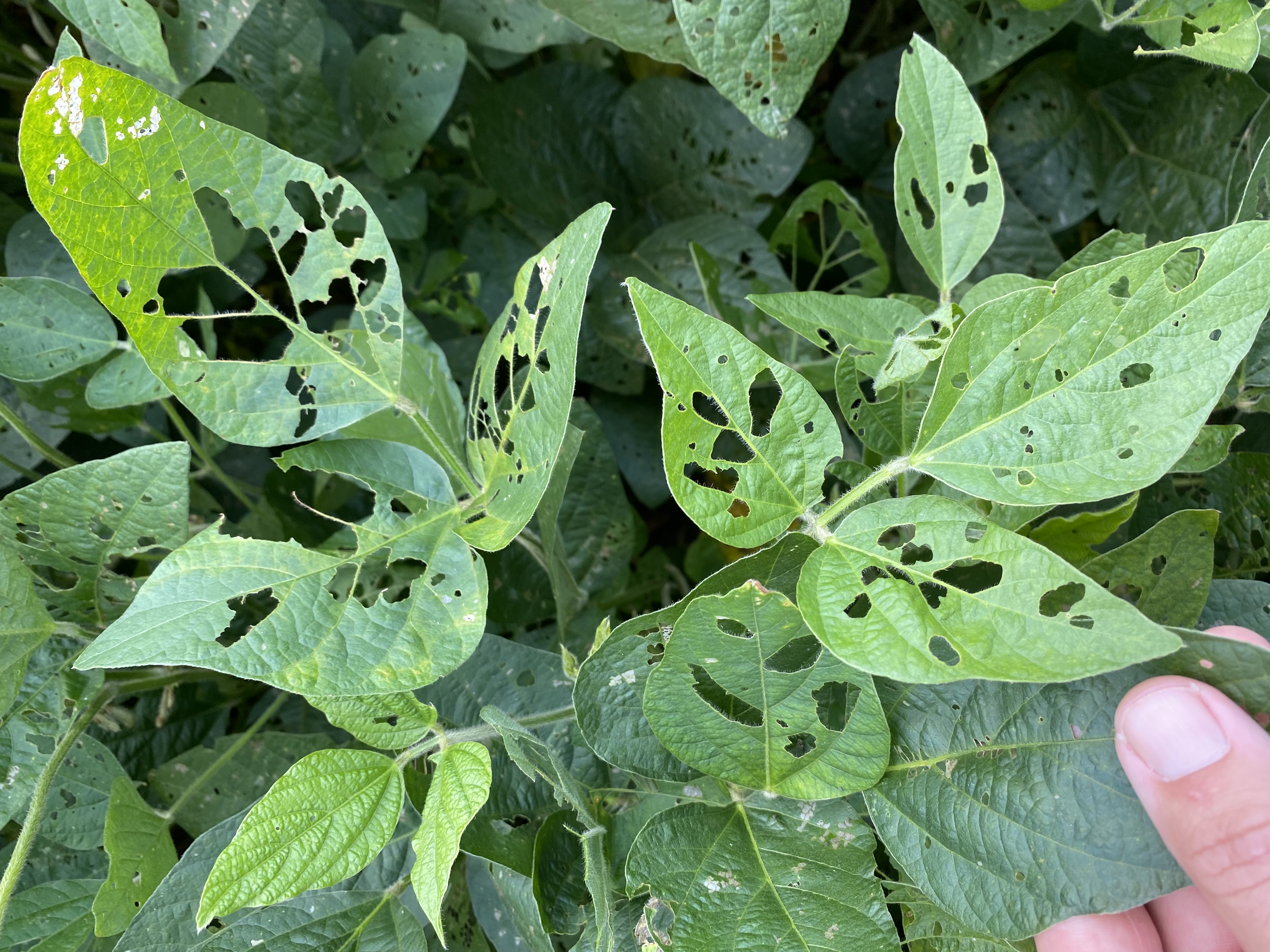 Soybean leaves showing defoliation due to insect feeding.