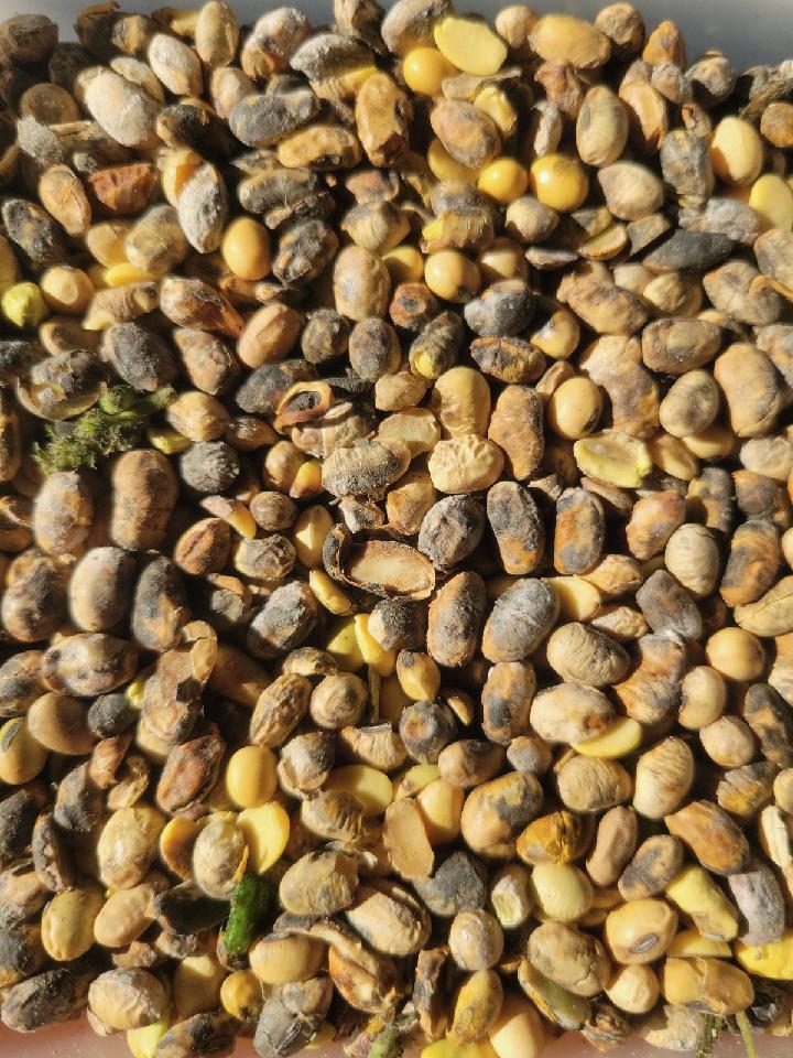 Close up photo of soybeans with poor seed quality.