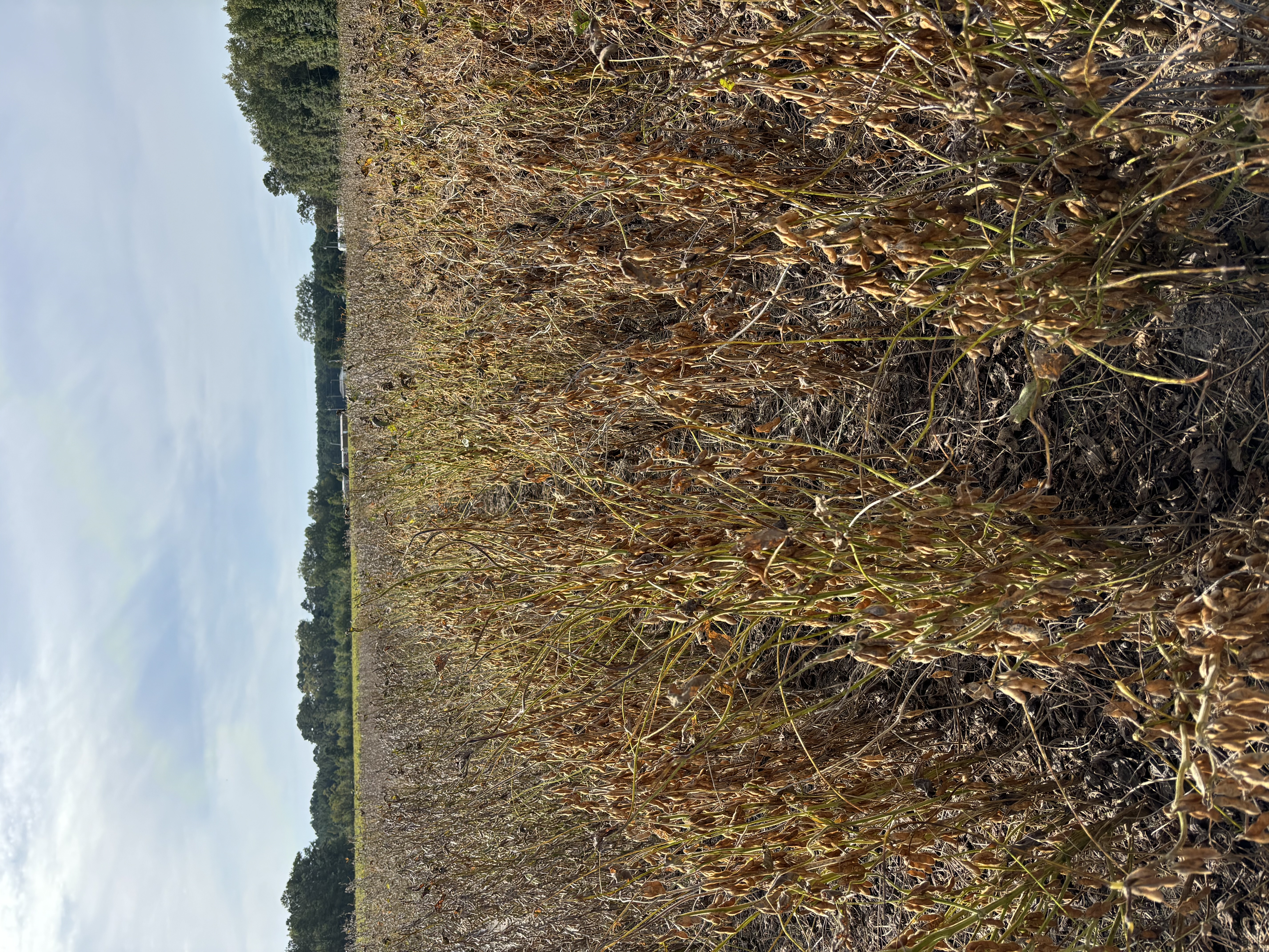 Field of soybean plants that have lodged, leaving them tangled and laid down.