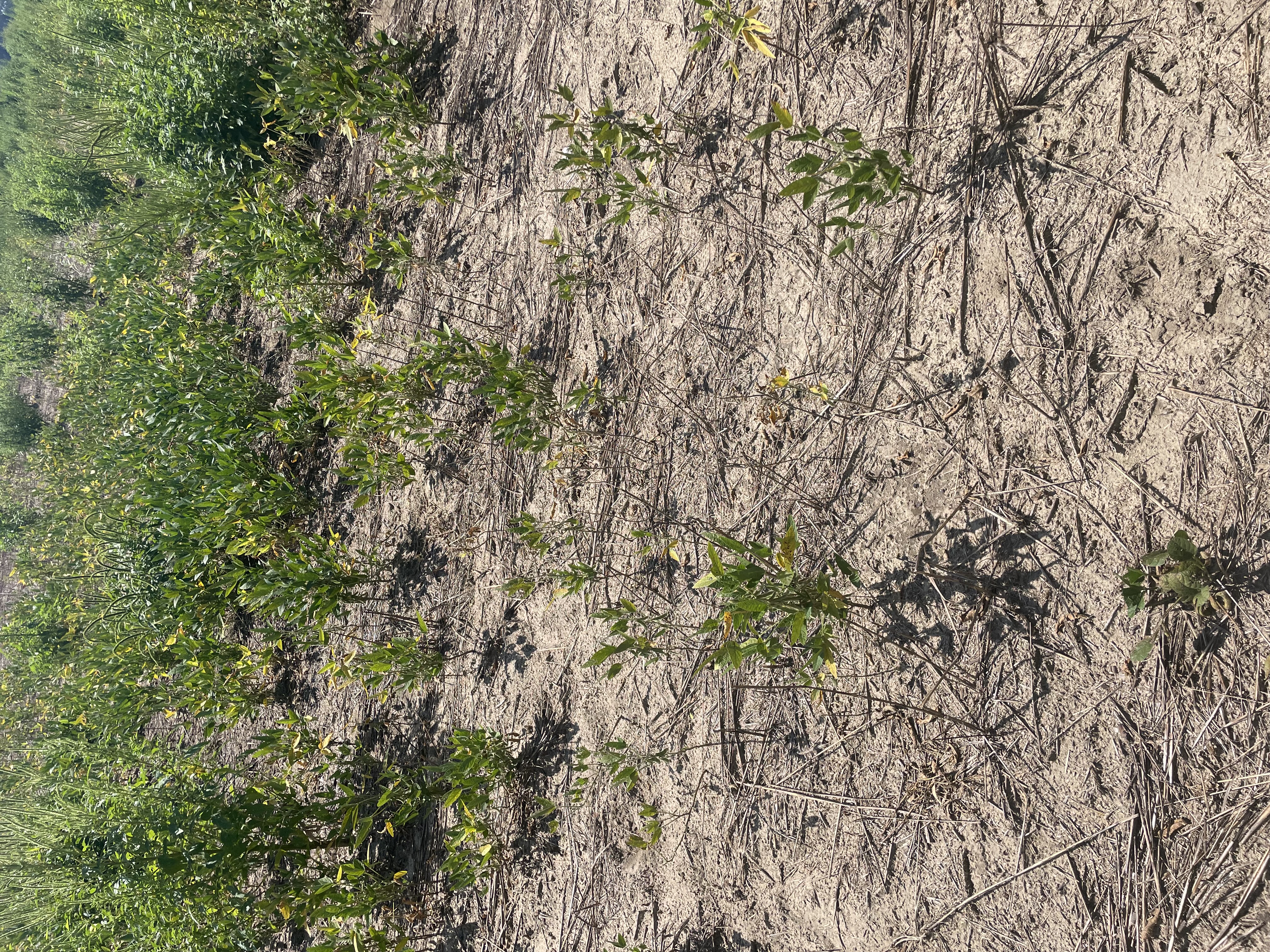 Photo showing patchy stands in a soybean field due to root knot nematode.