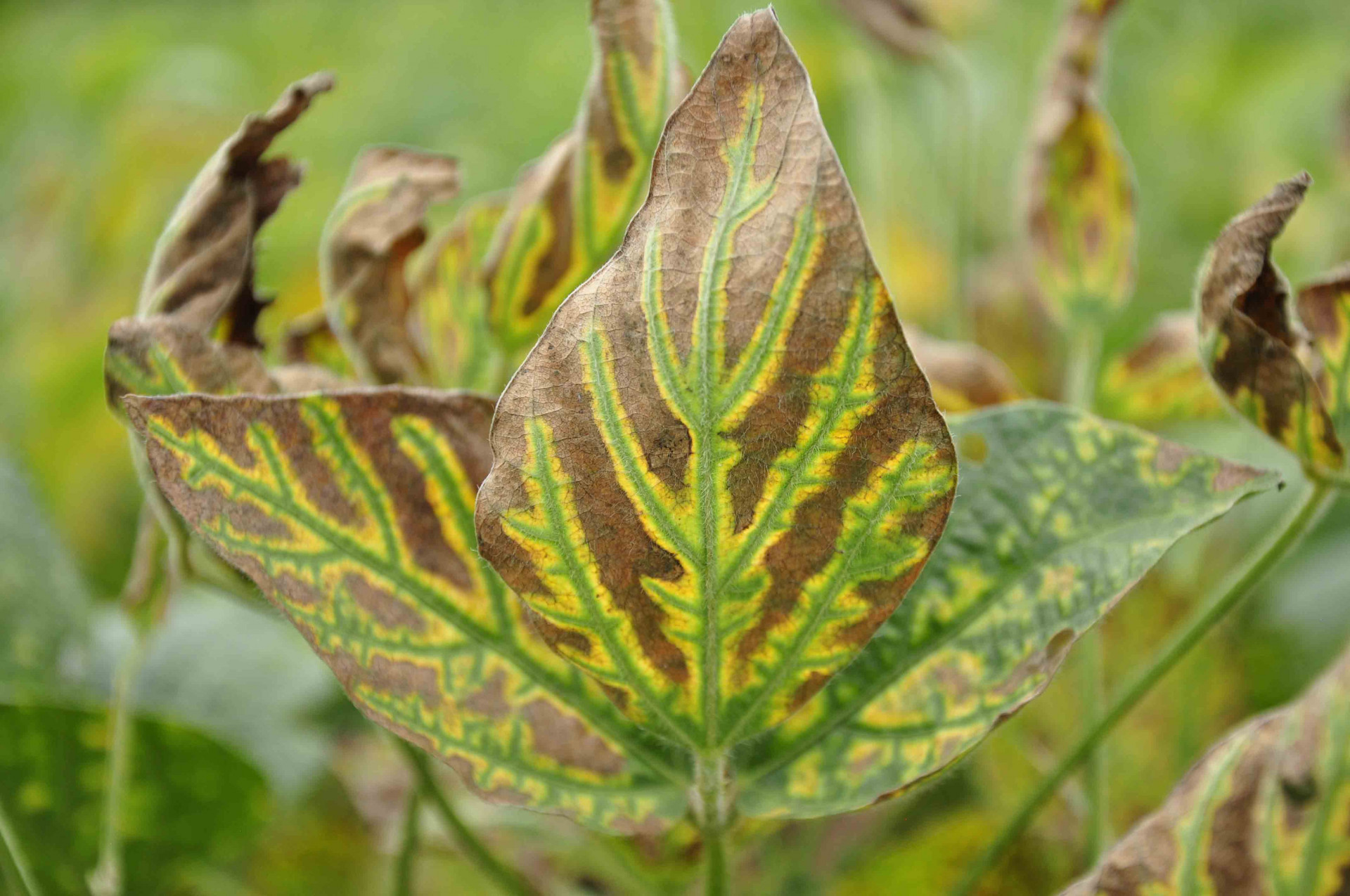 Sudden Death Syndrome of Soybean