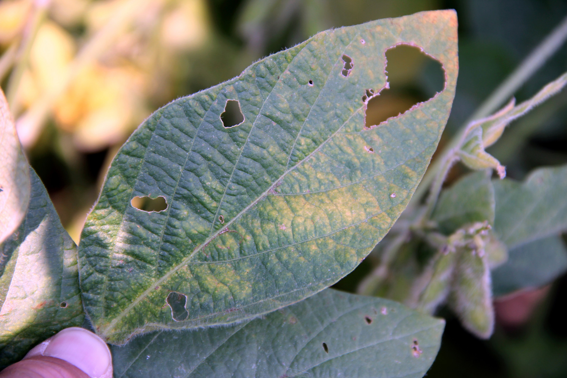Soybean Dwarf of Soybean