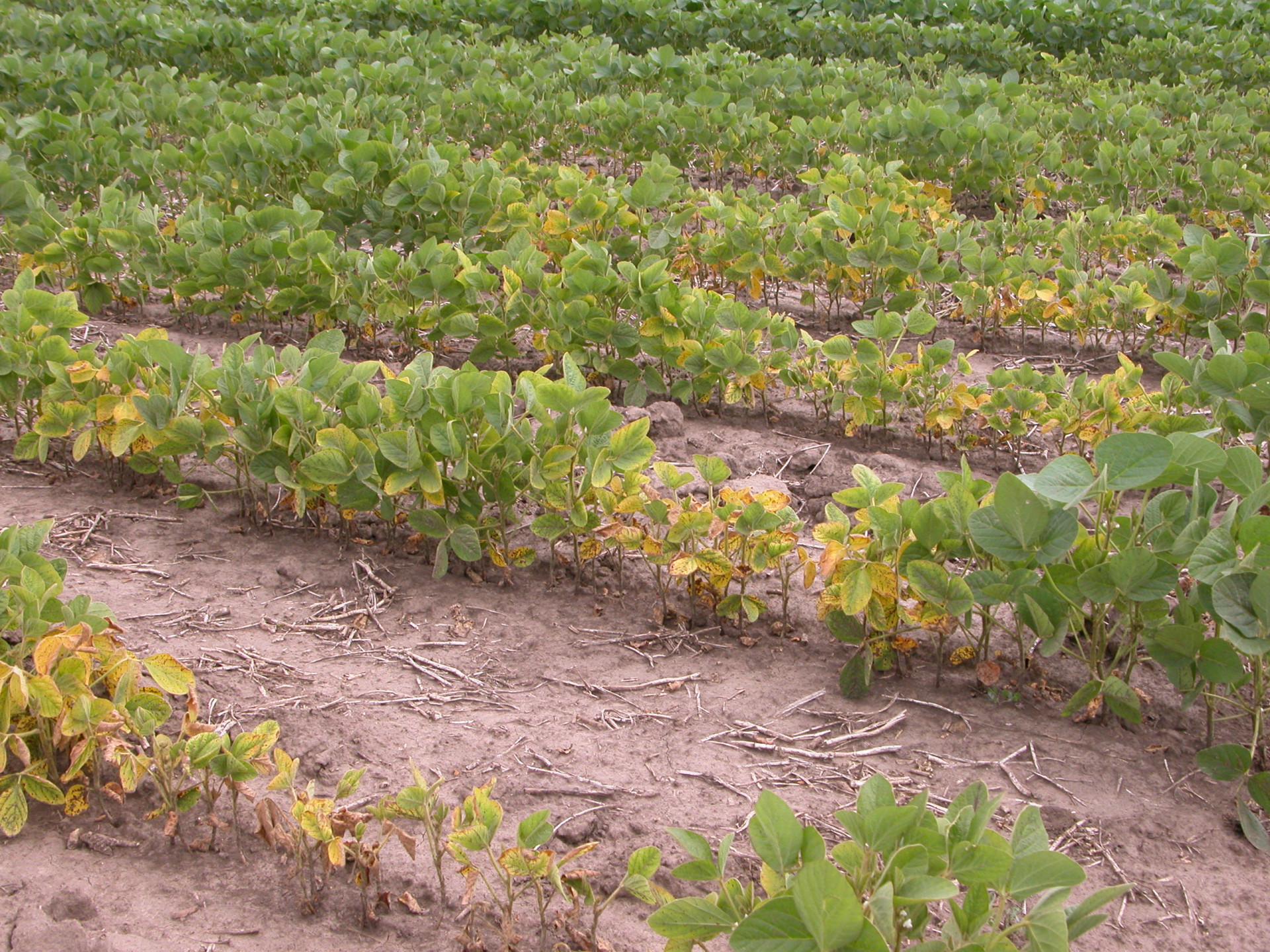 Soybean Cyst Nematode of Soybean