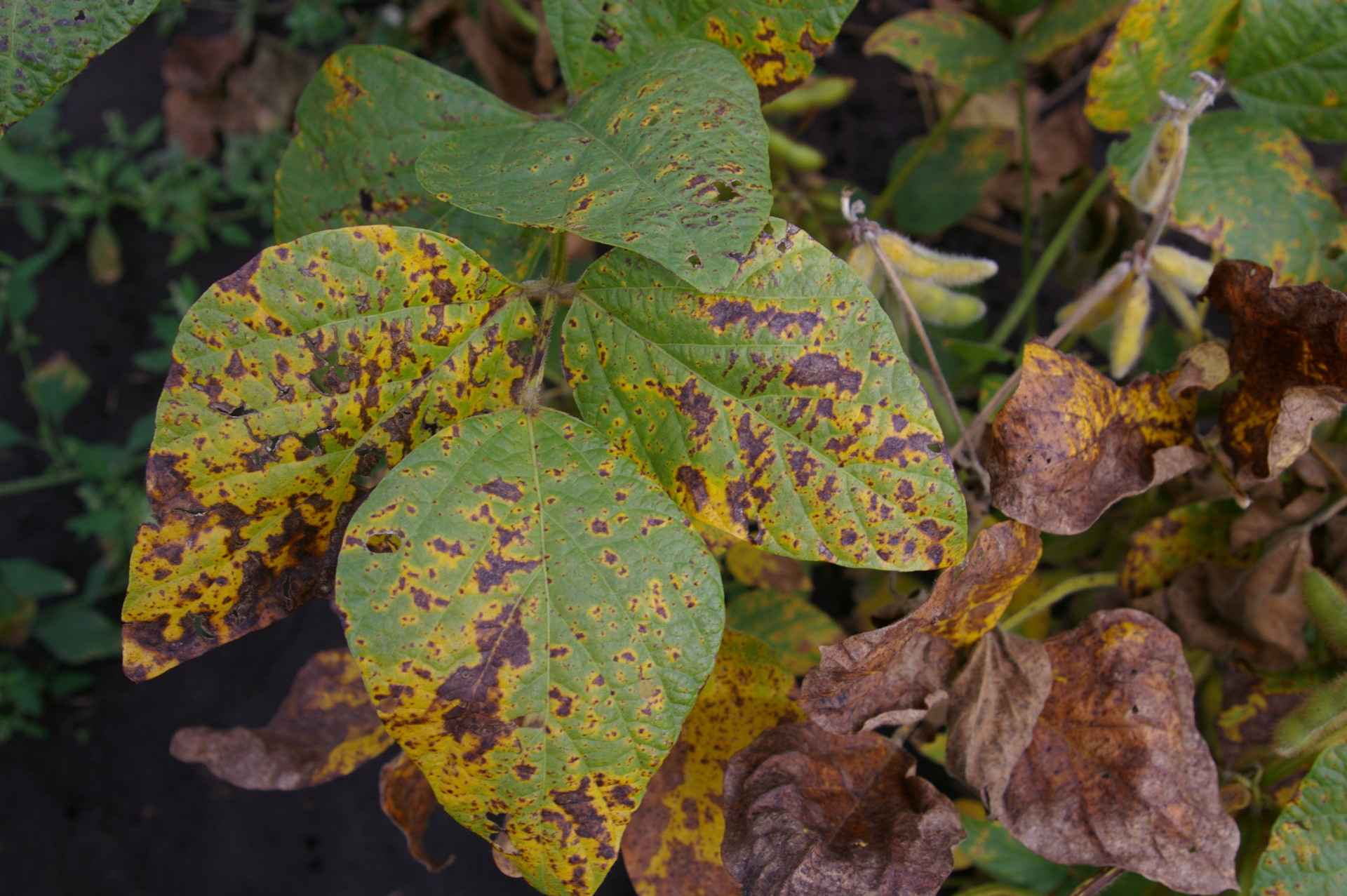 Septoria Brown Spot of Soybean