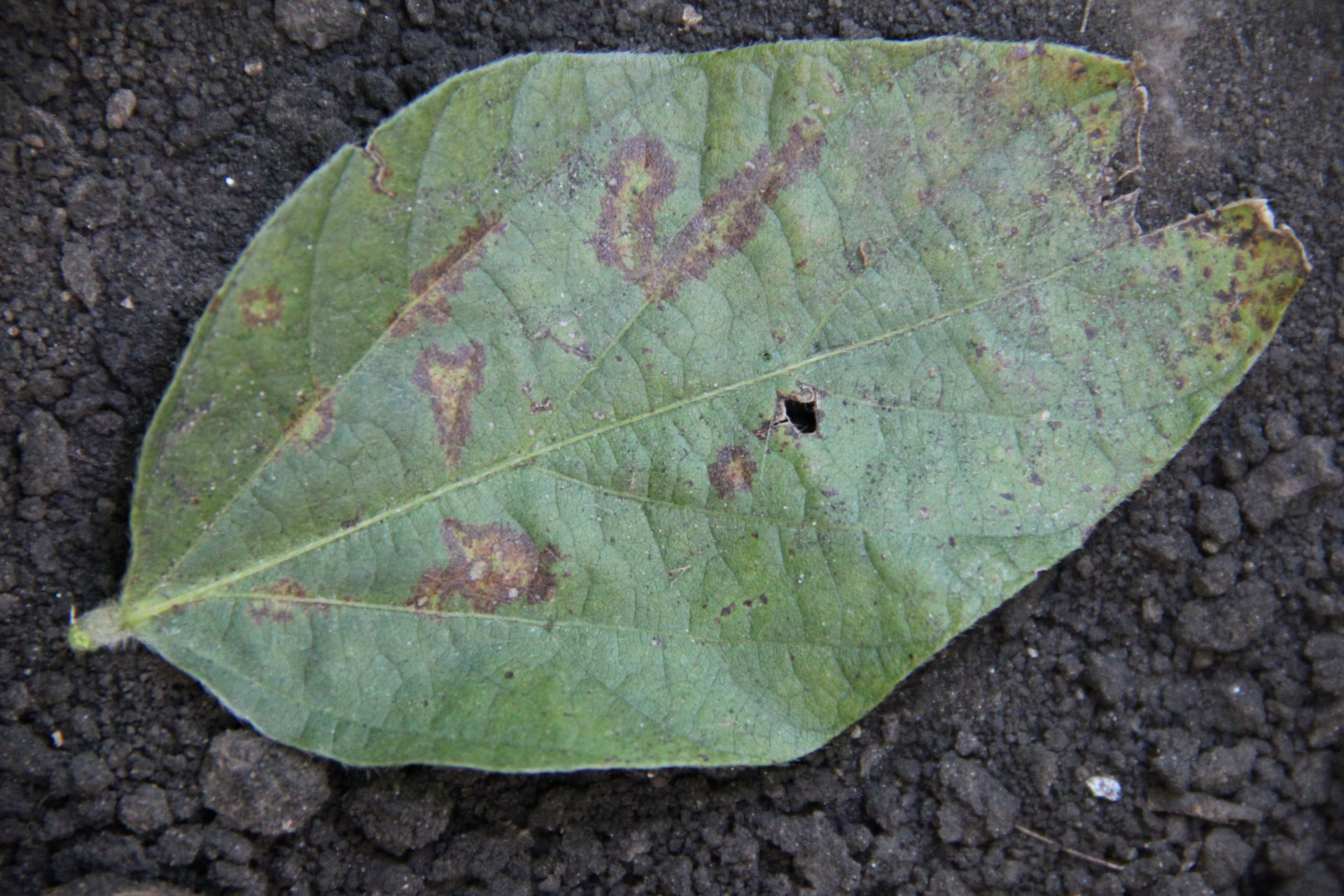 Soybean Vein Necrosis of Soybean