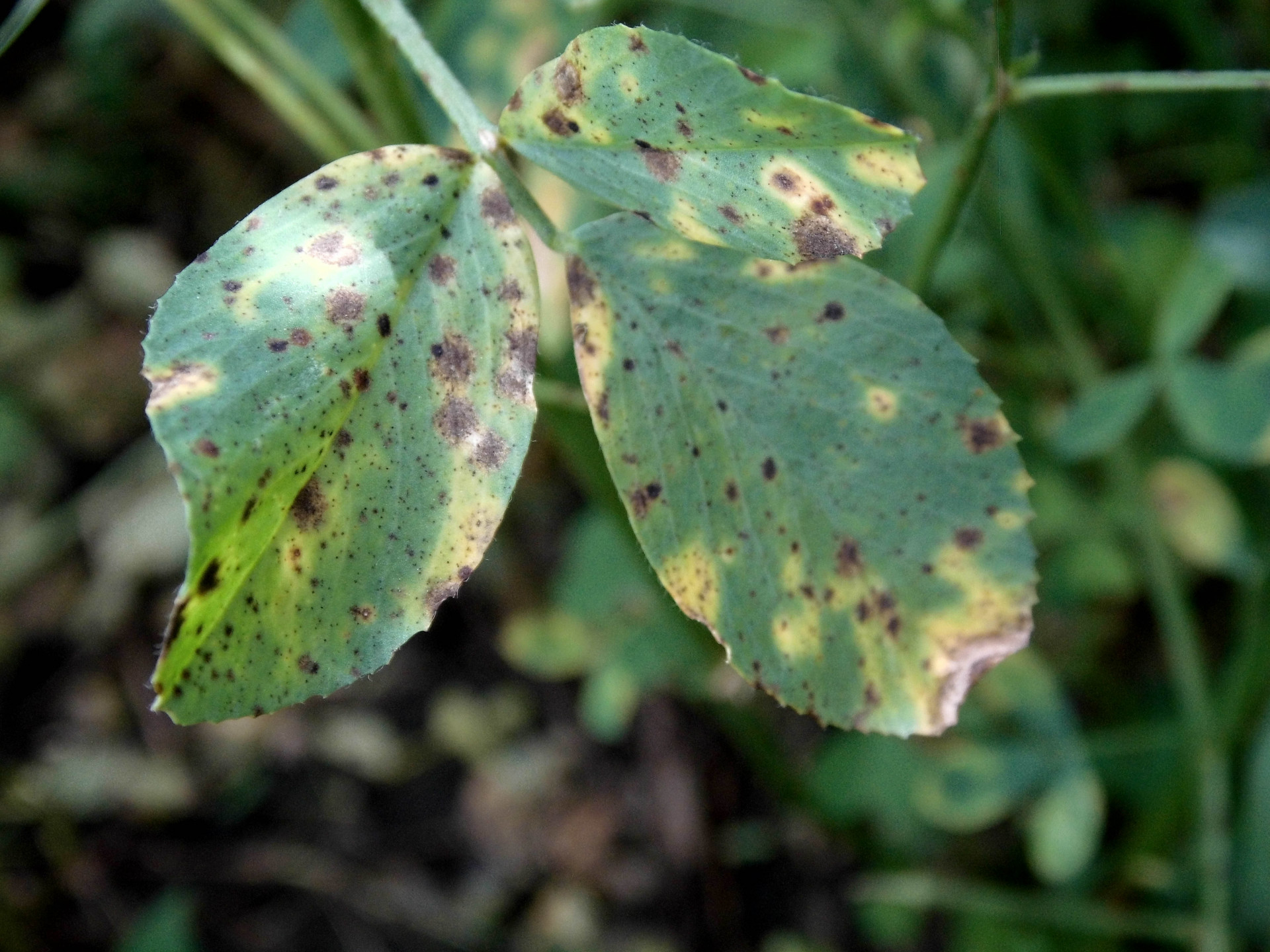 Summer Black Stem and Leaf Spot of Alfalfa