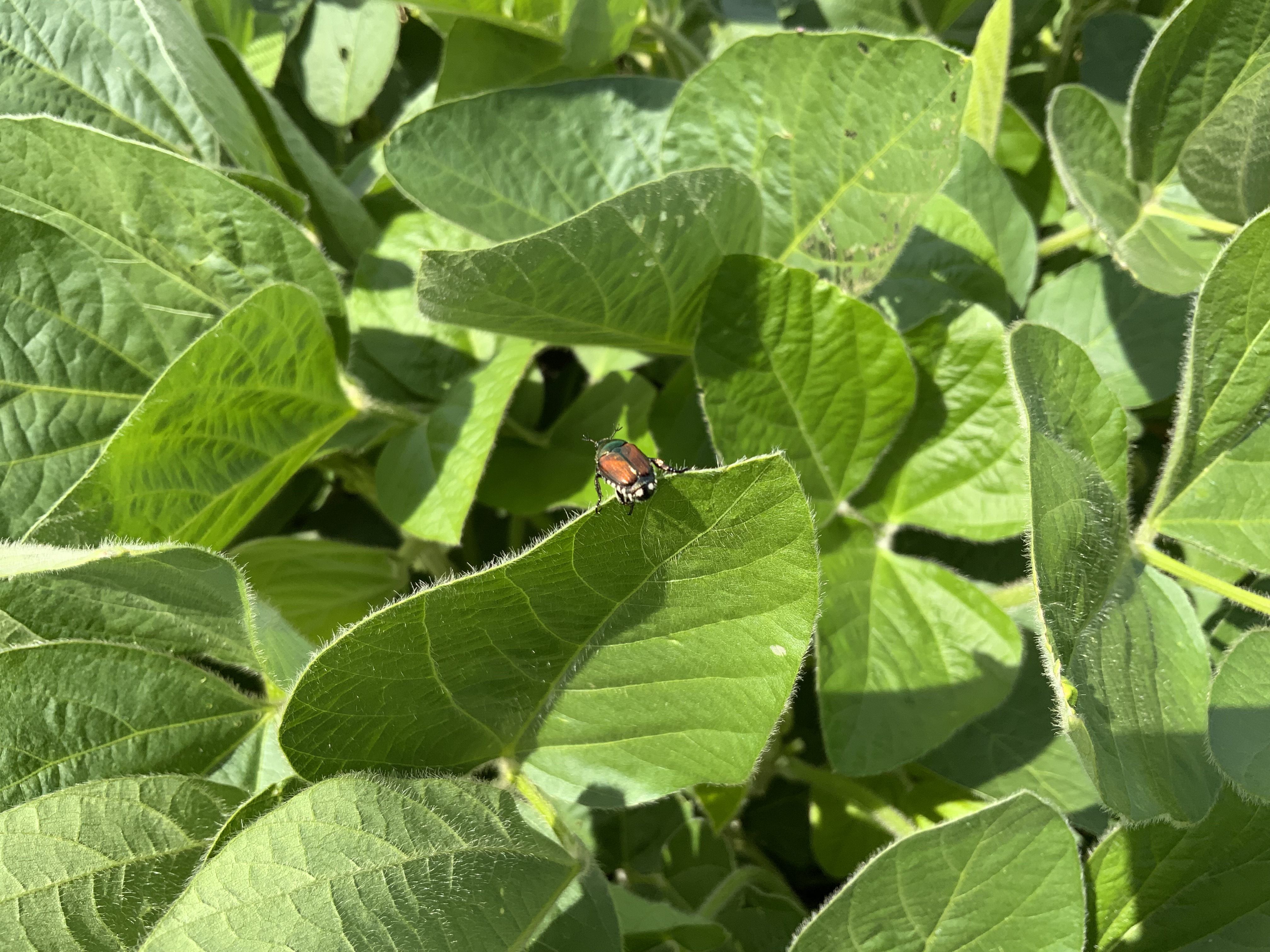 Photo of a Japanese Beetle on soybean foliage.