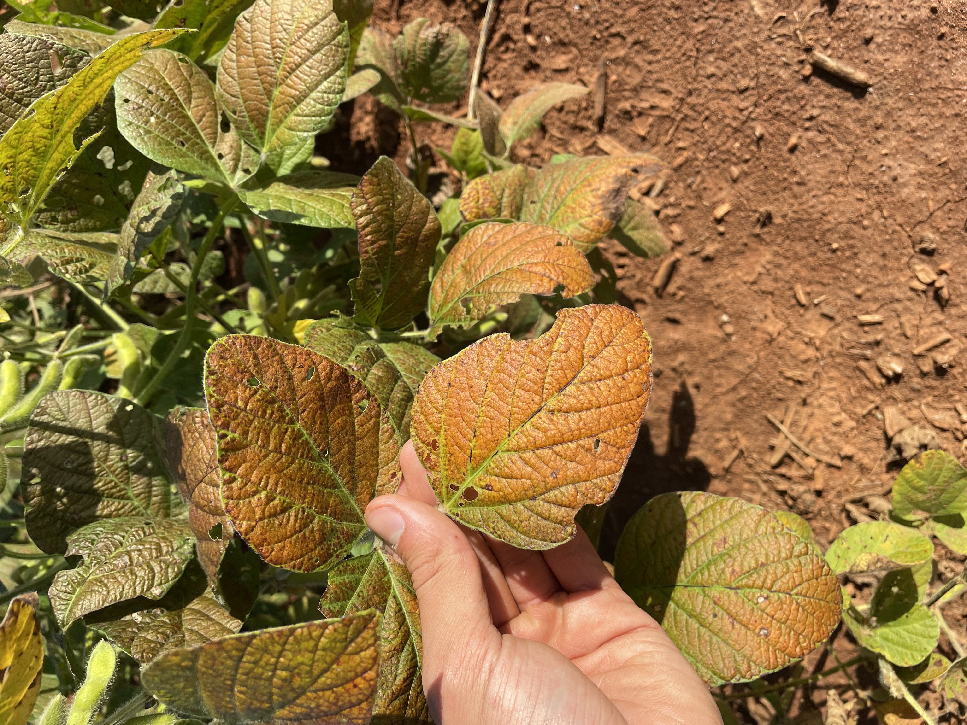 Photo of a hand holding a soybean trifoliate that is very orange due to bronzing.