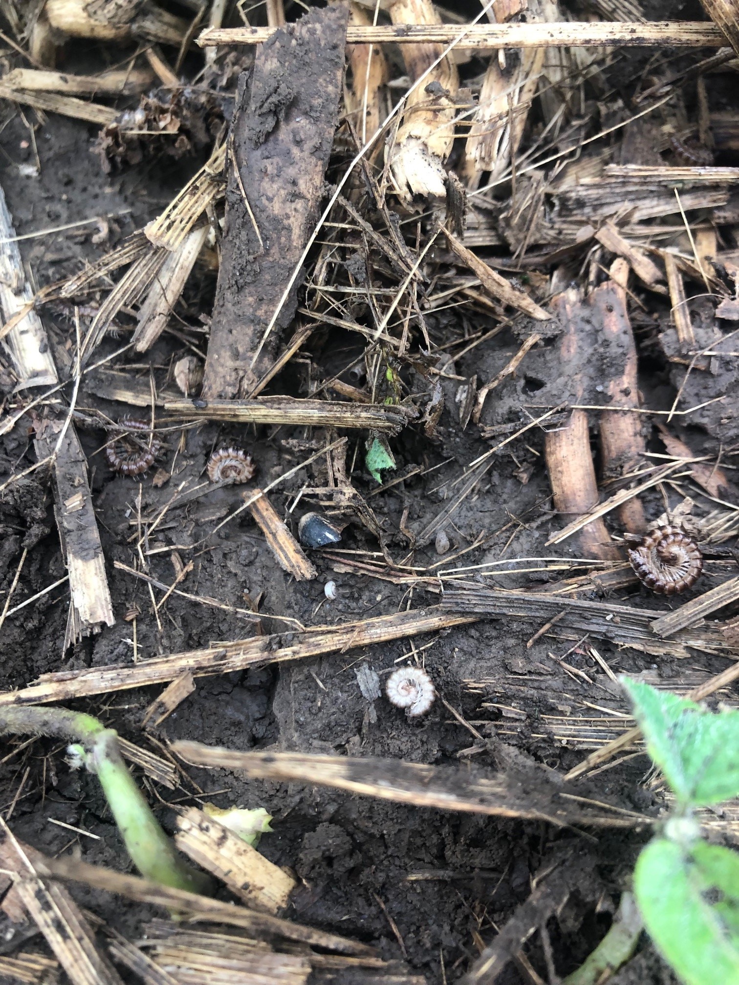 Photo of several millipedes amongst crop residue.