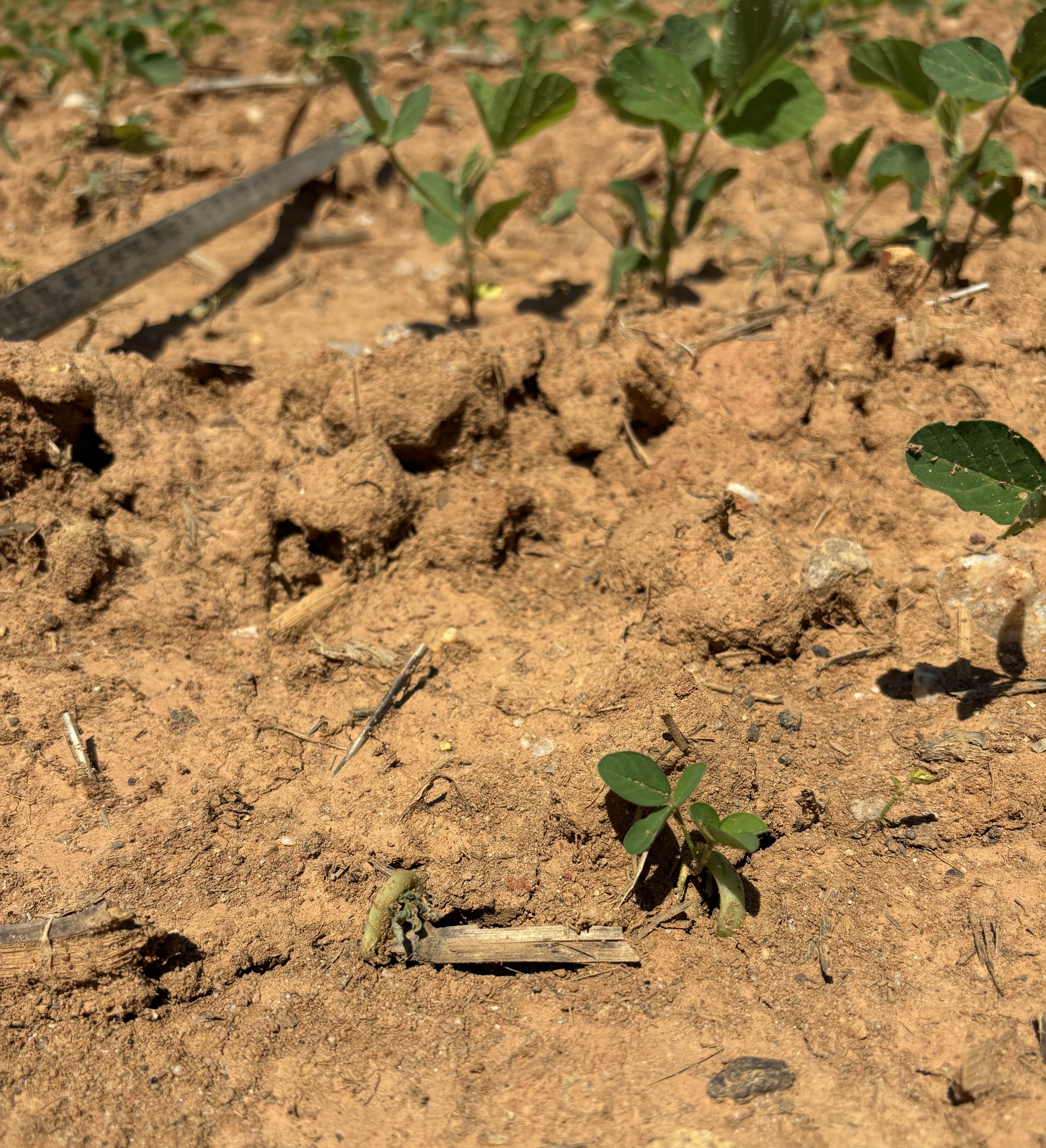 Photo of young soybean plants showing drought stress. The ground is dry and cracked.