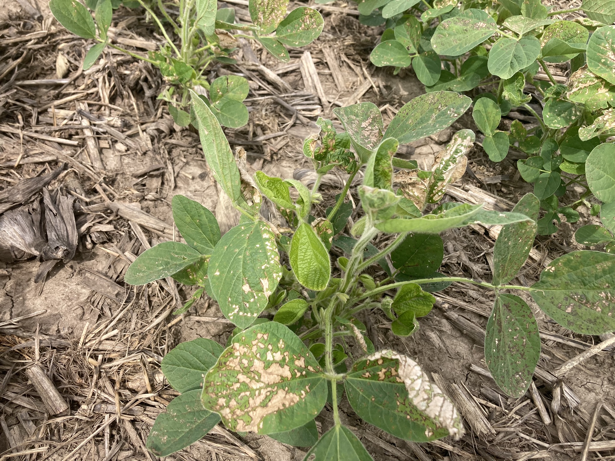 Photo of soybean leaves displaying herbicide injury symptoms of chlorotic and necrotic spots.