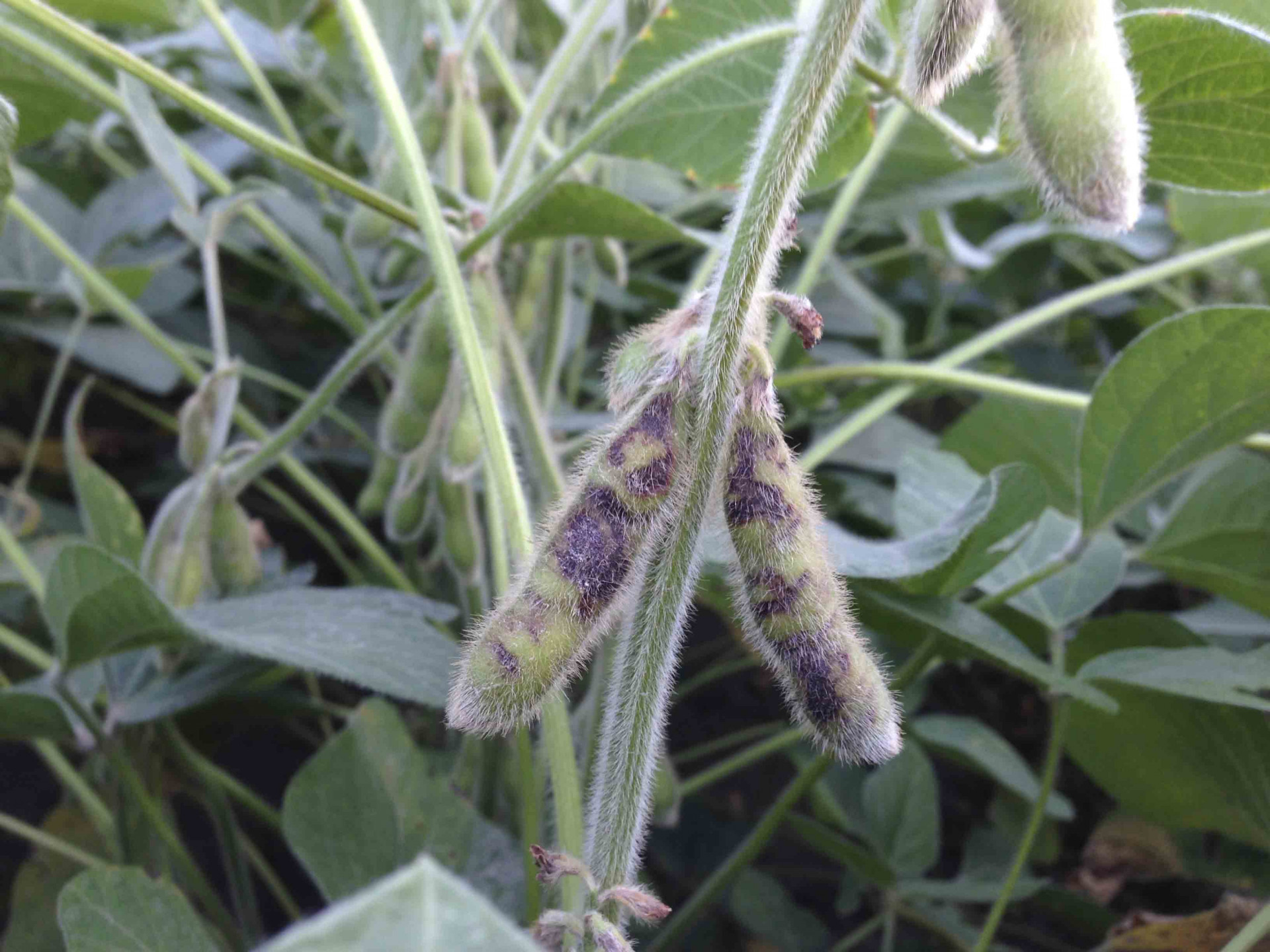Tobacco Streak of Soybean