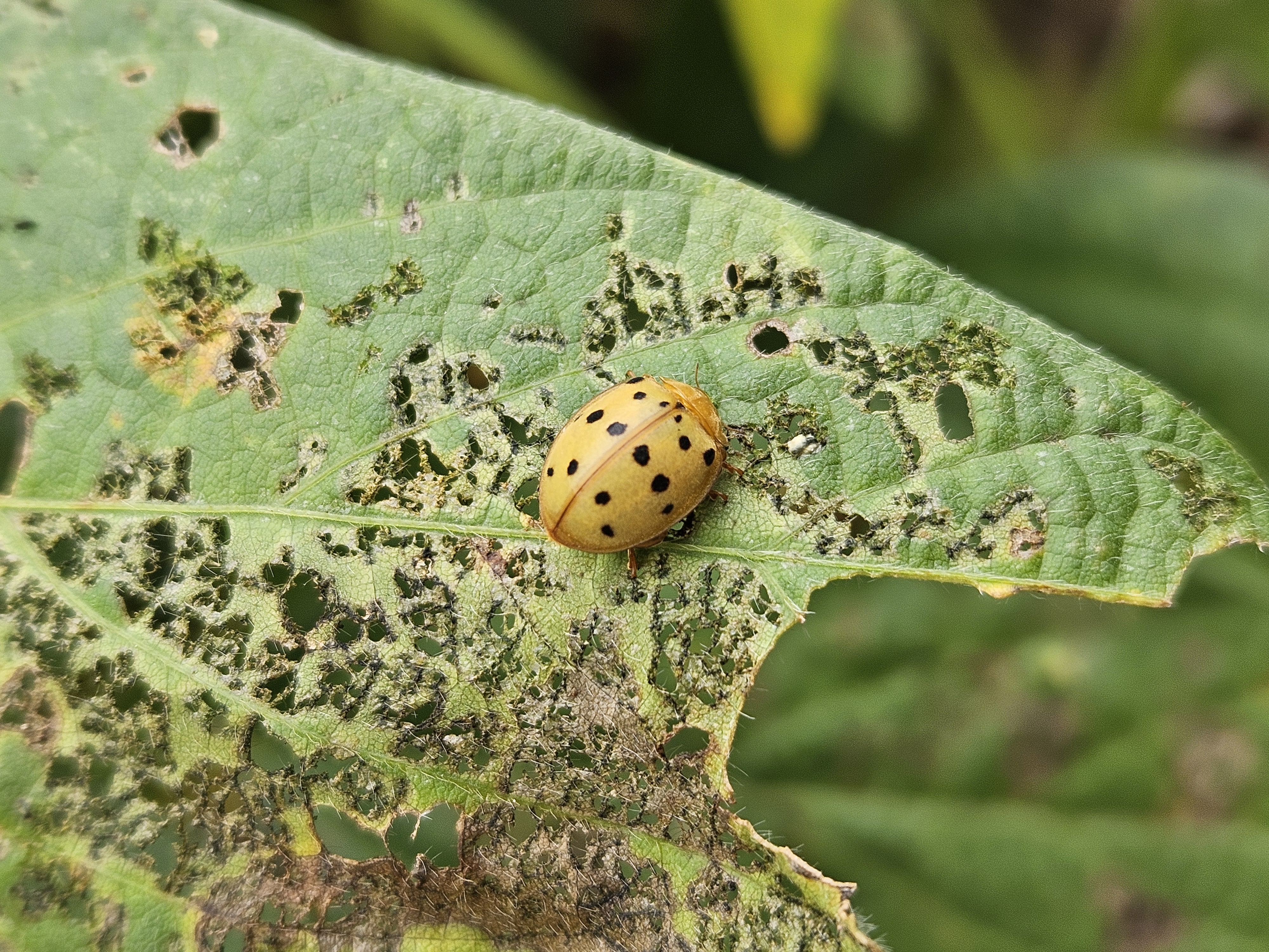 Photo of a yellow, spotted insect known as a Mexican Bean Beetle on a defoliated soybean leaf.