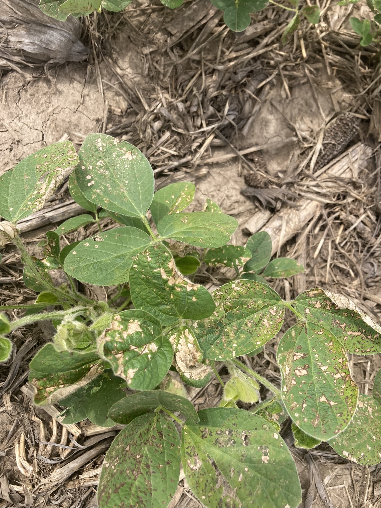 Photo of soybean leaves displaying herbicide injury symptoms of chlorotic and necrotic spots.