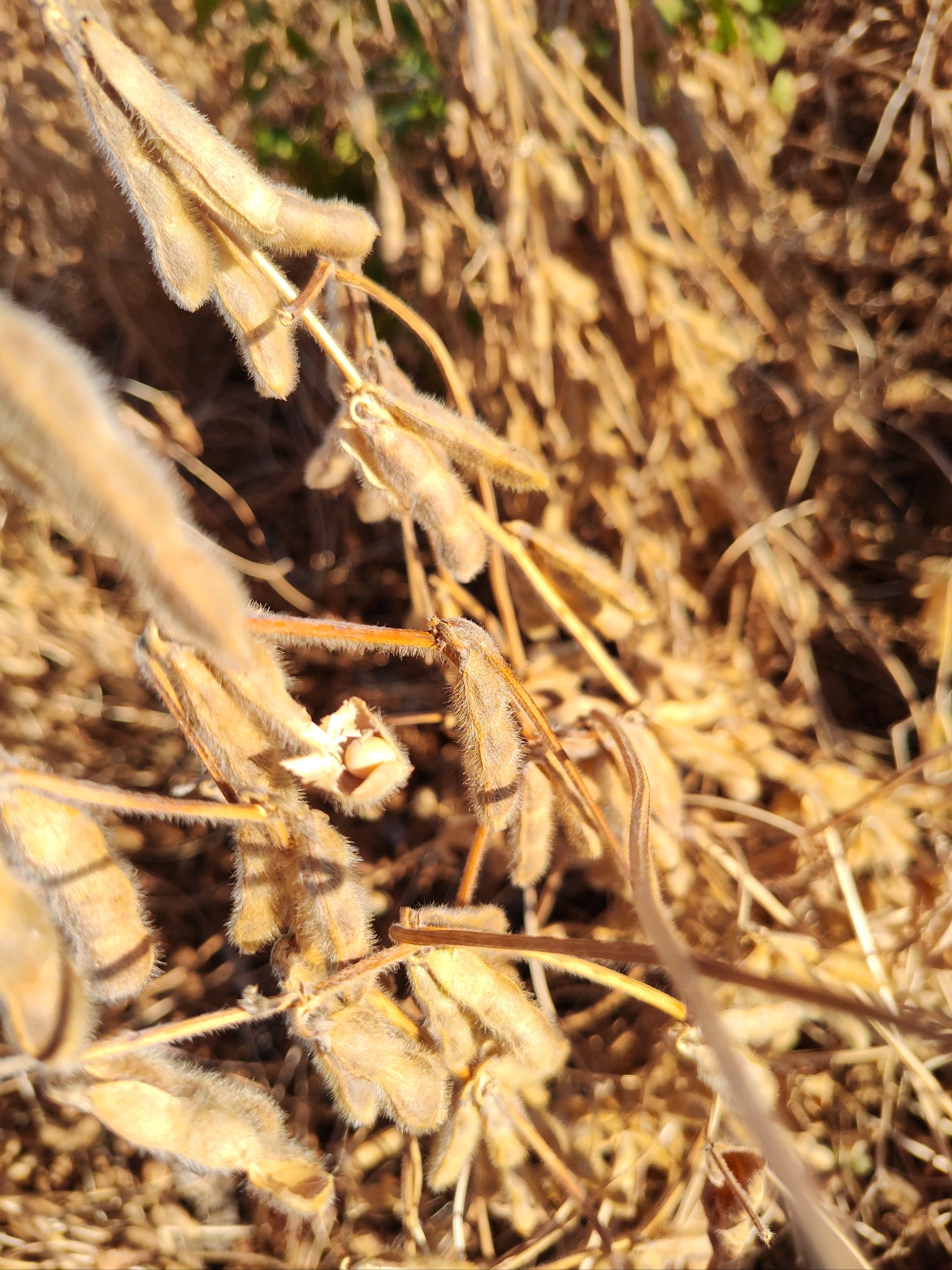 A photo of mature soybean plants that are incredibly dry due to drought conditions.