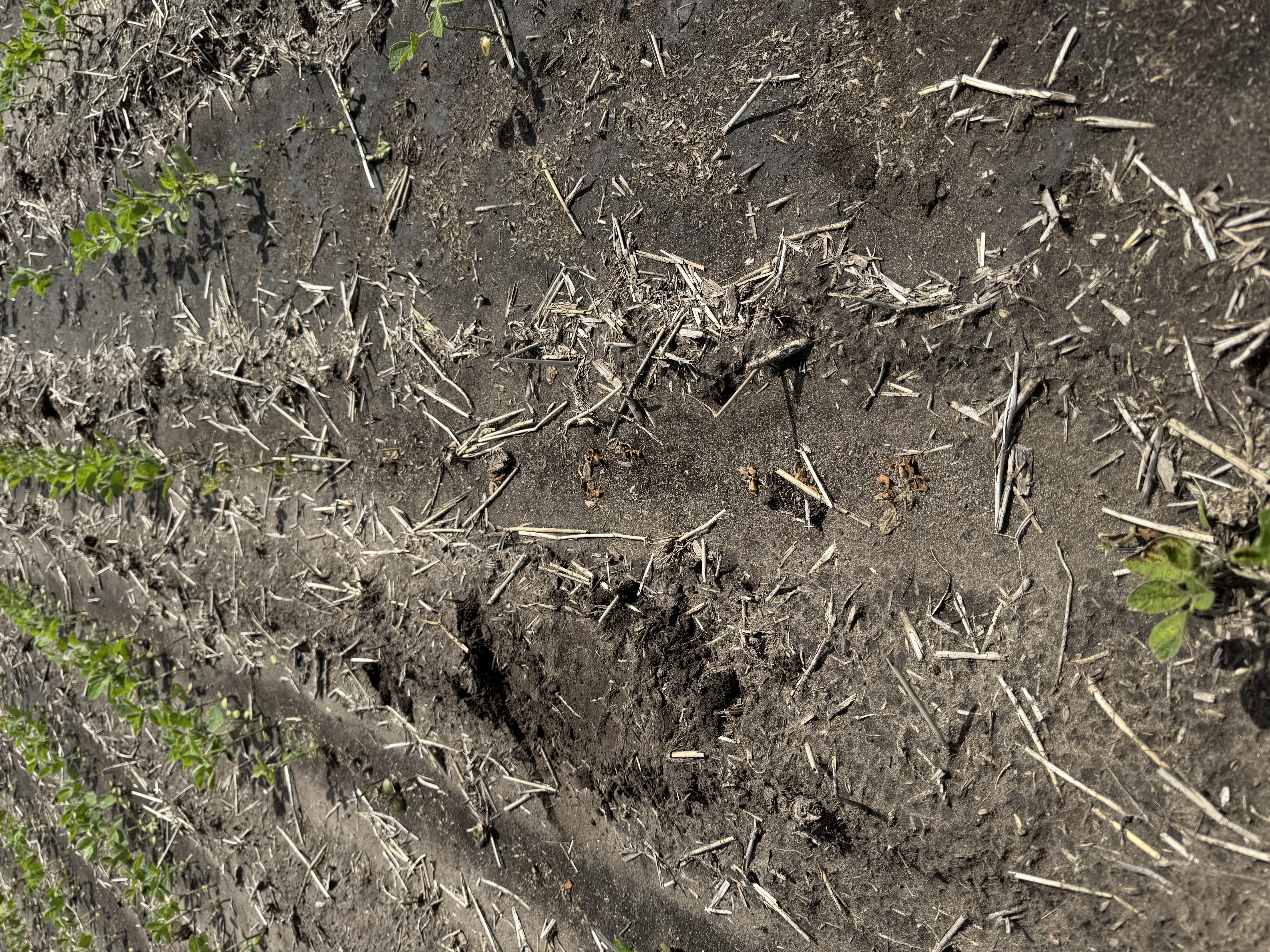 Photo of several rows of soybean seedlings either dead or absent due to Pythium.