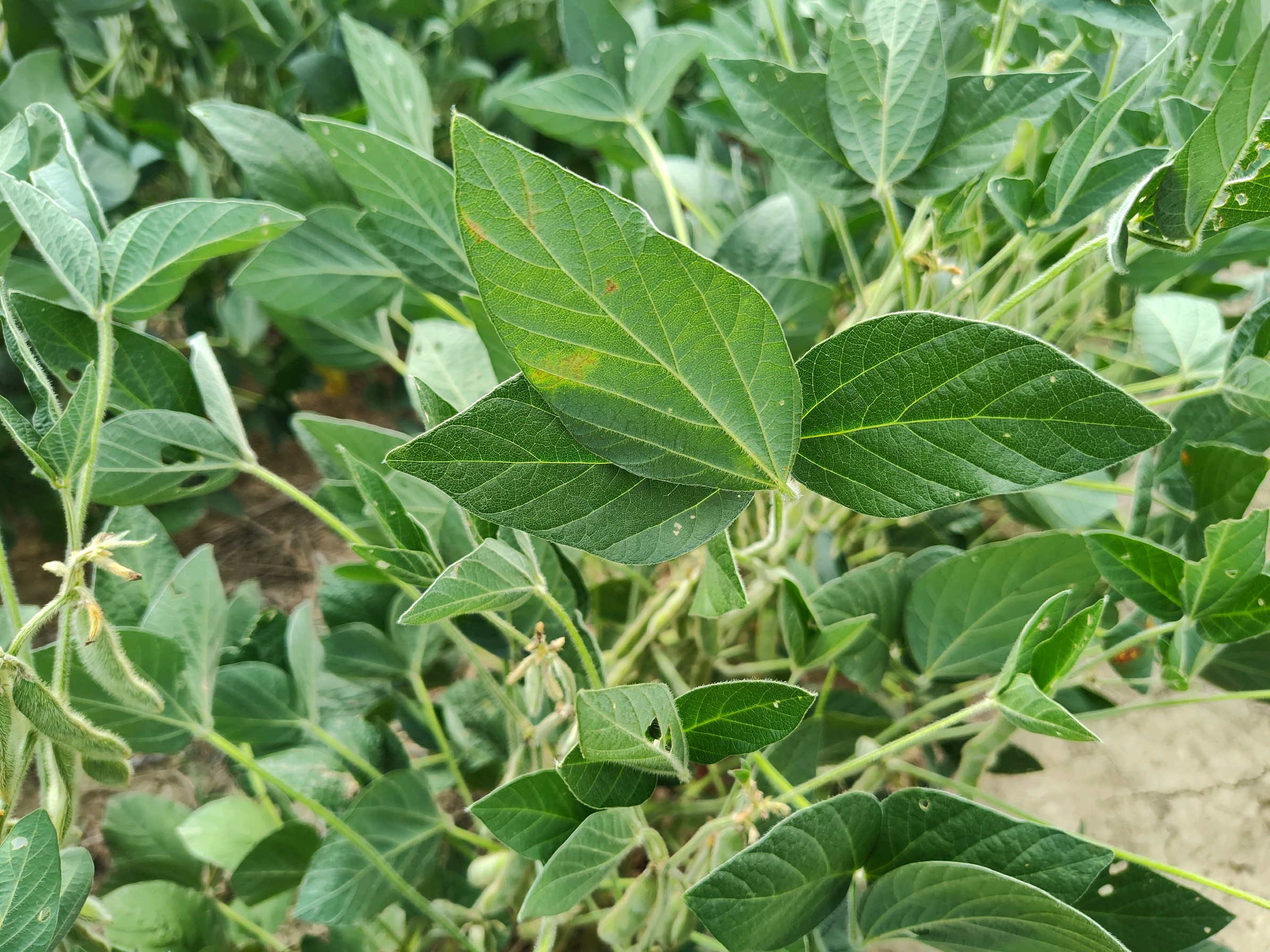 Close up photo of soybean leaves flipped over due to drought stress.