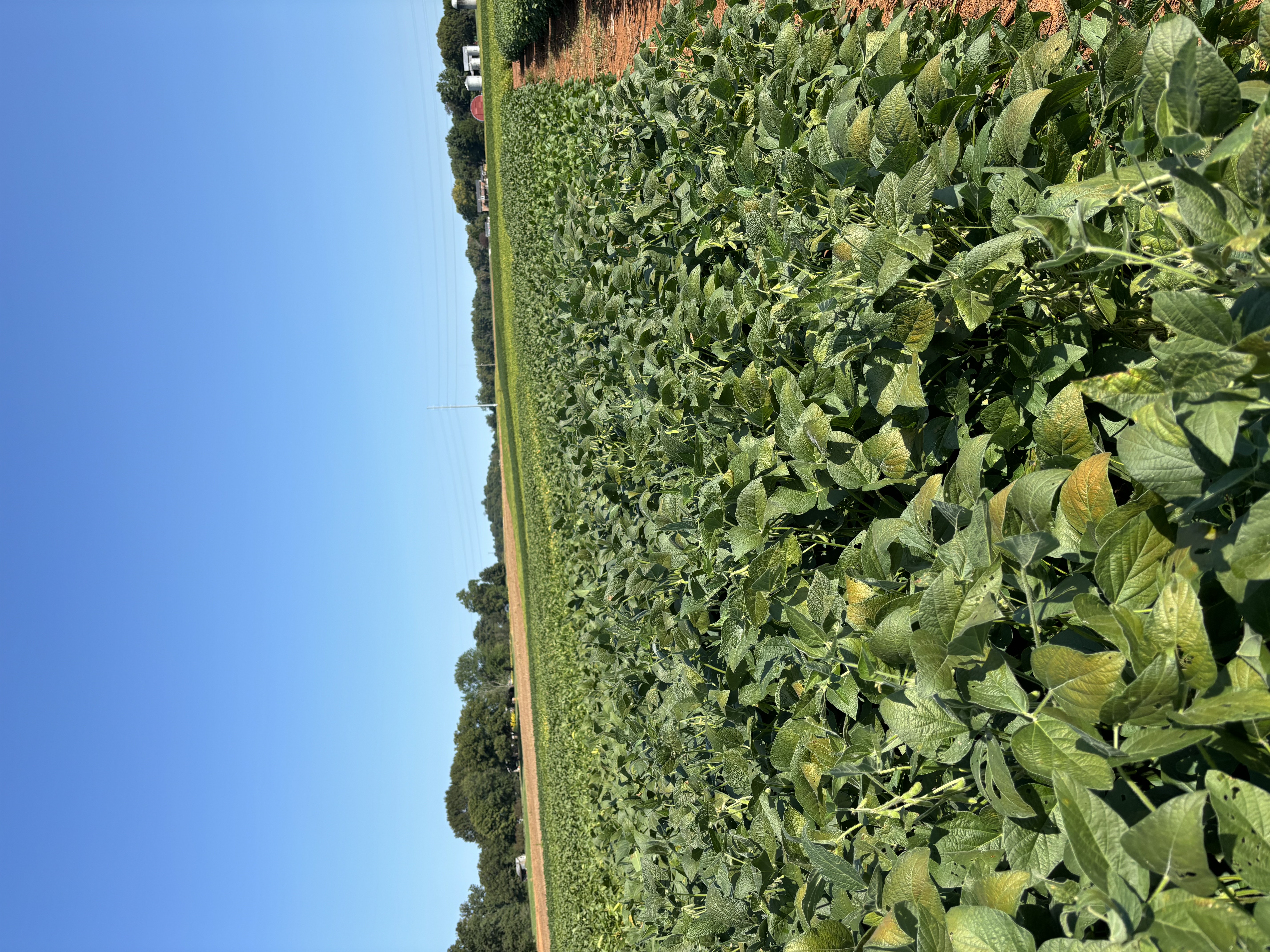 A soybean field displaying leaf bronzing due to cercospora leaf blight.