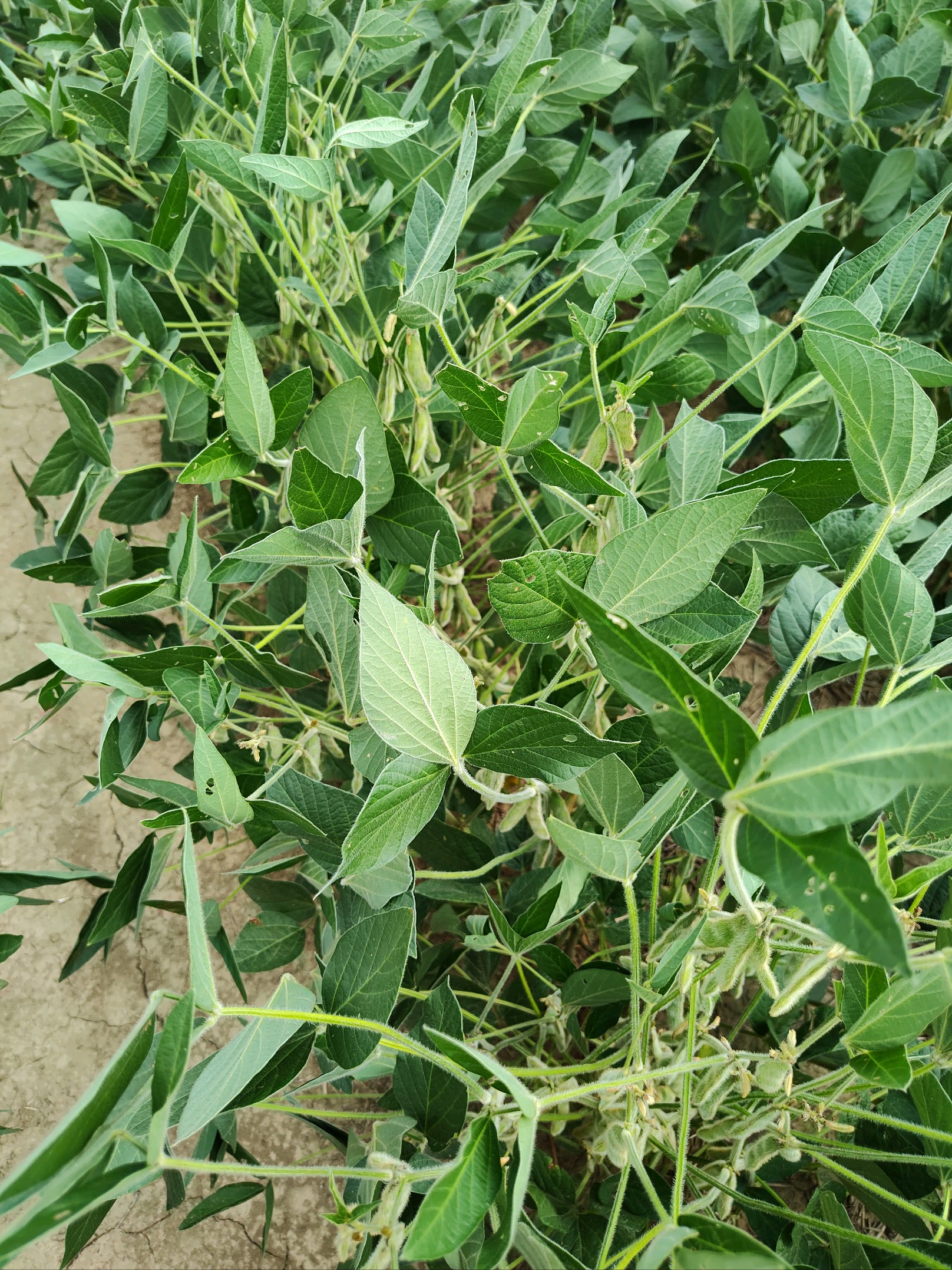 Close up photo of soybean leaves flipped over due to drought stress.