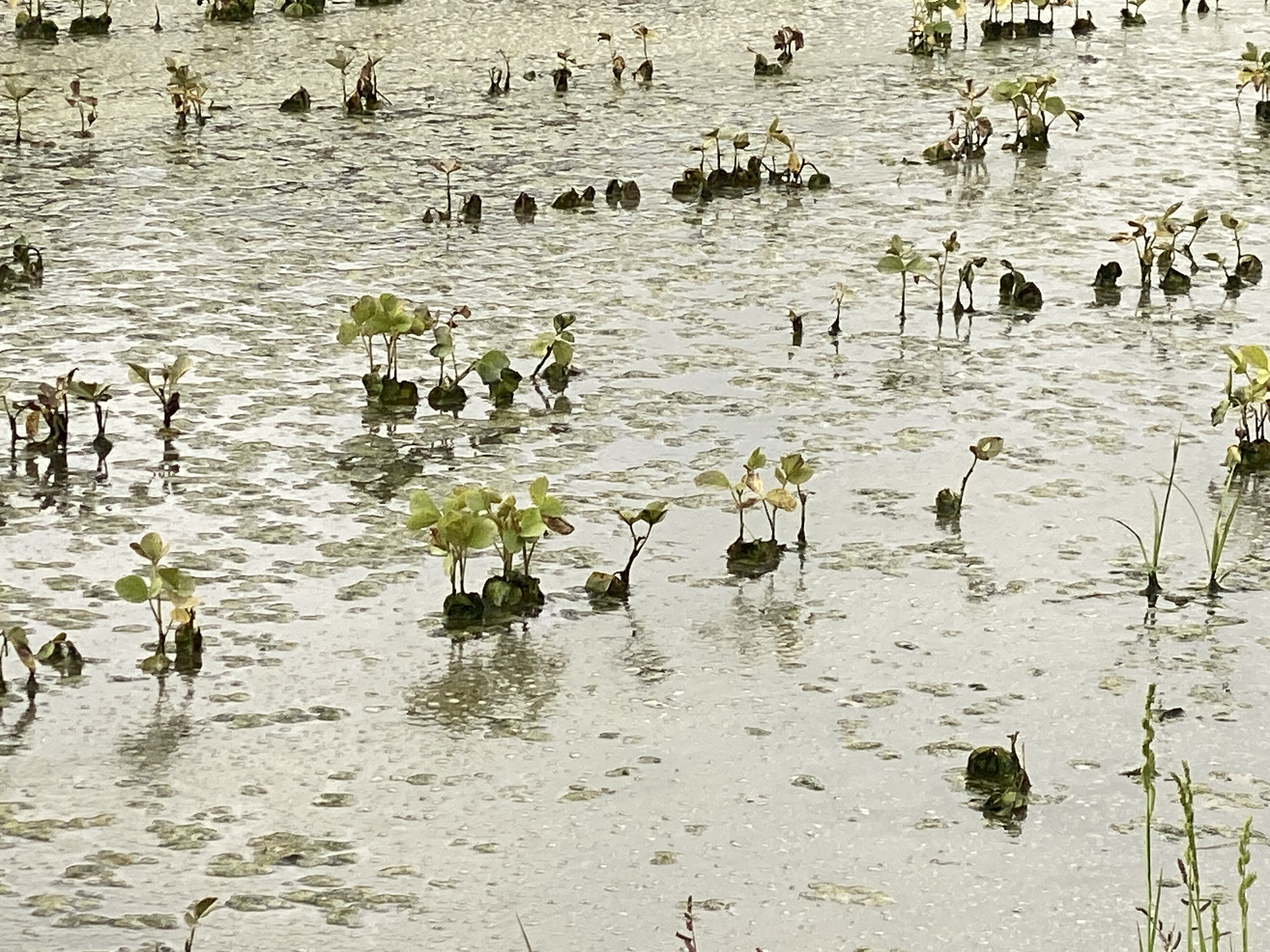 Closer photo of soybeans in standing water.