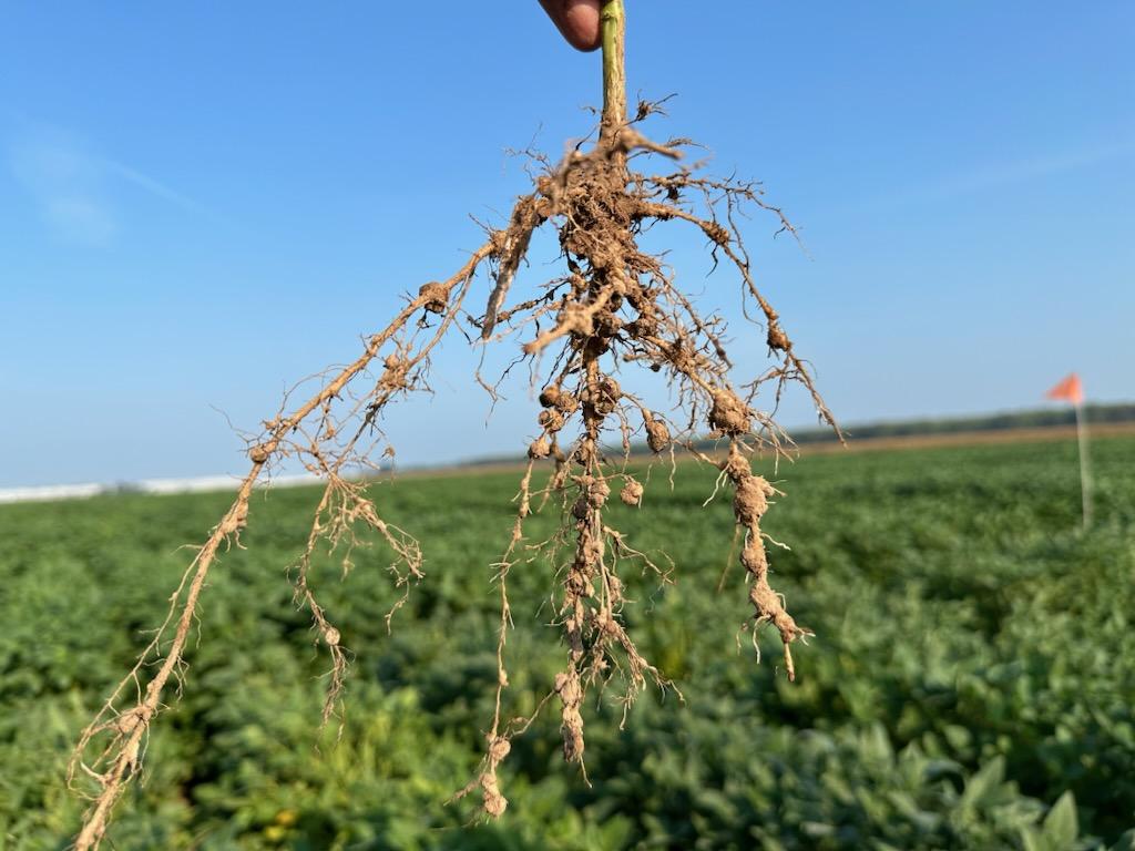 Photo of a soybean root held in the air showing root galls caused by root knot nematode.