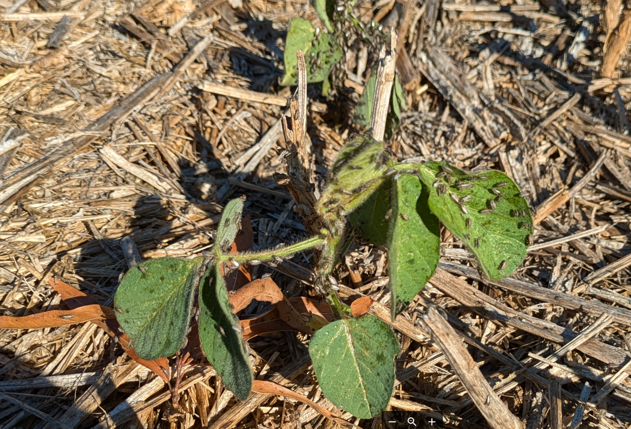 Photo of a young soybean plant with several false chinch bugs.