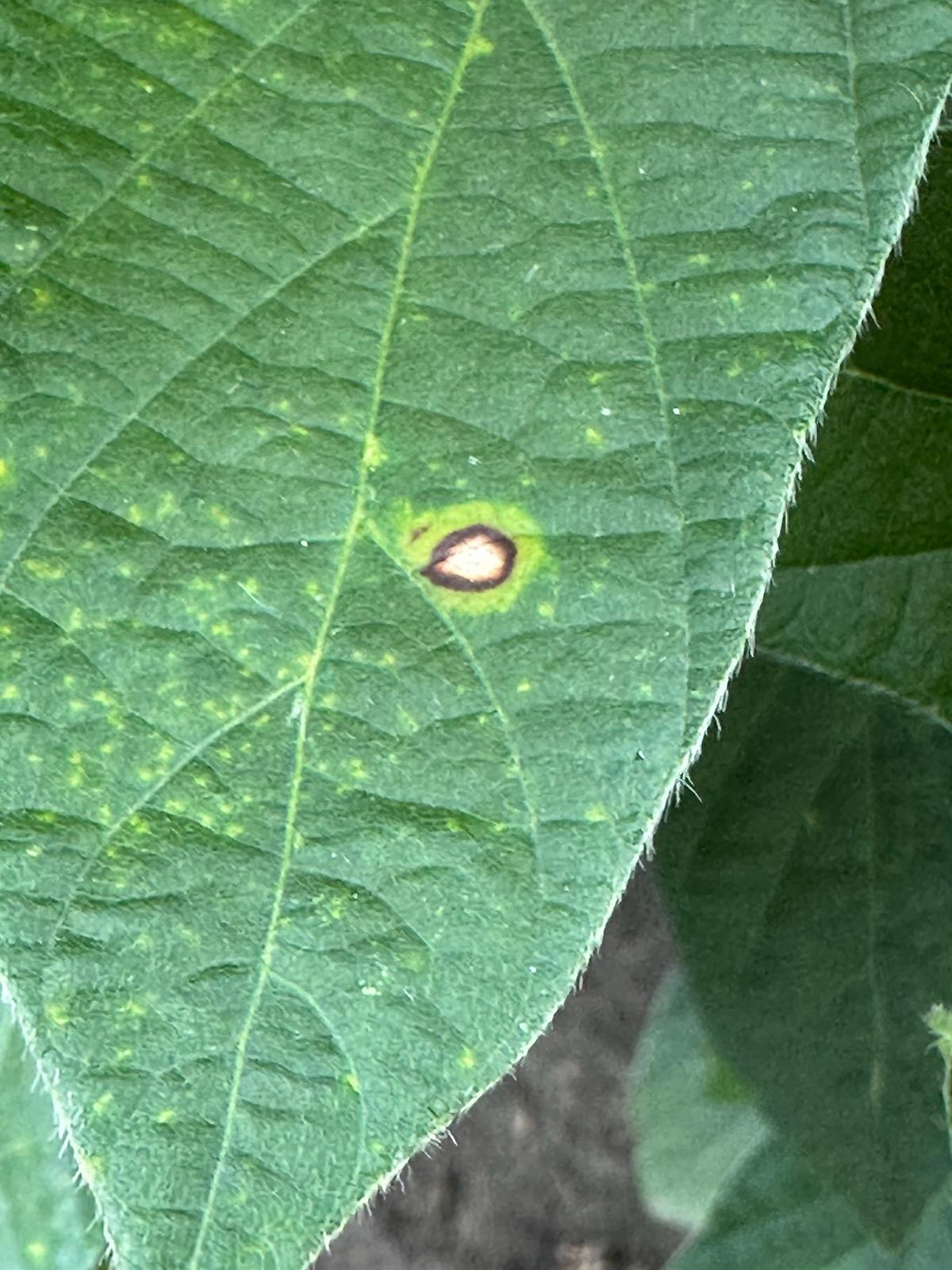 Up close photo of a soybean leaf with frogeye leaf spot.